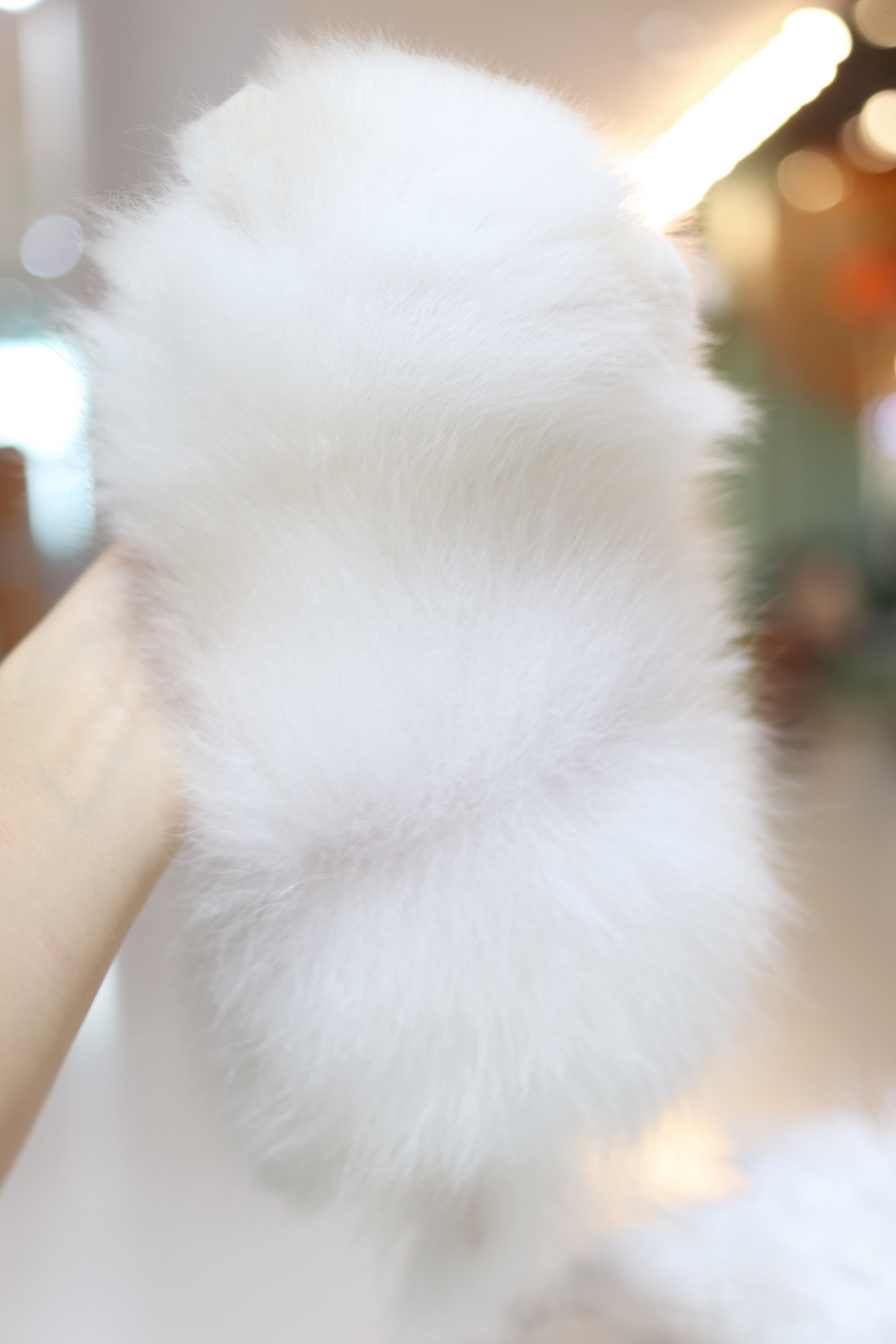 ปอมเมอเรเนียน เพศเมียสีขาว เกรดโชว์