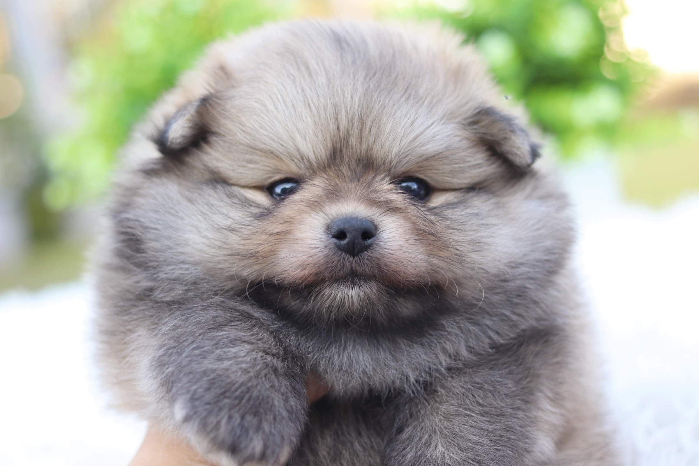 ปอมเมอเรเนียน เพศเมีย