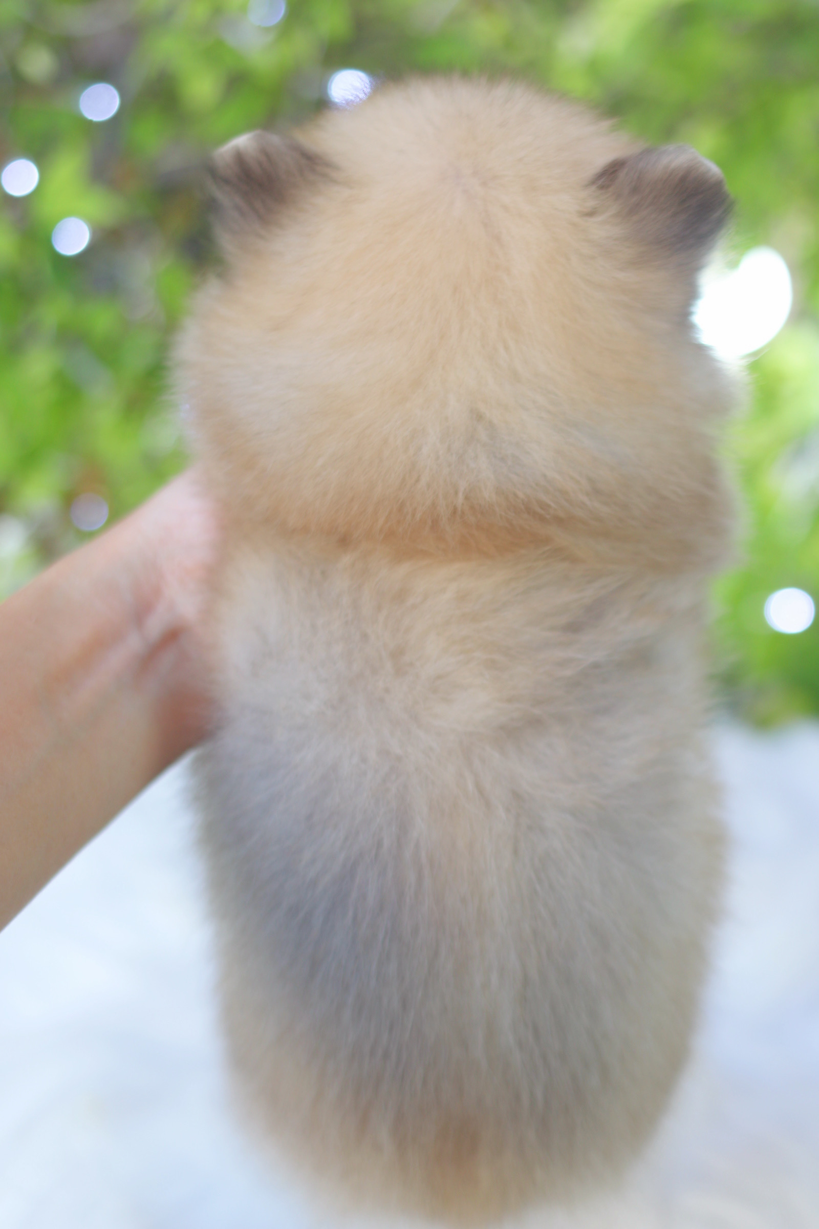 ปอมเมอเรเนียน เพศเมียสีส้ม