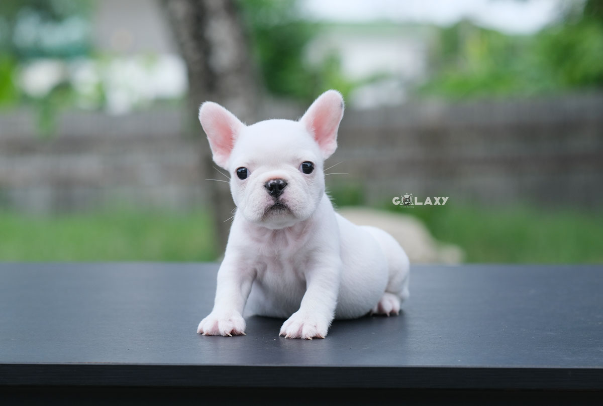 ตัวเมียสีขาวแต้มดำ ใครกำลังมองหาน้องน้อยตัวเล็กกระทัดรัดห้ามพลาดจ้า ดีกรีลูกแชมป์ , ได้รับการฉีดวัคซีนรวมป้องกัน5โรค , ถ่ายพยาธิตามกำหนด ก่อนการส่งมอบ ,สุนัขร่างกายสมบูรณ์แข็งแรง สุขภาพจิตดีทุกตัว 092-9918888