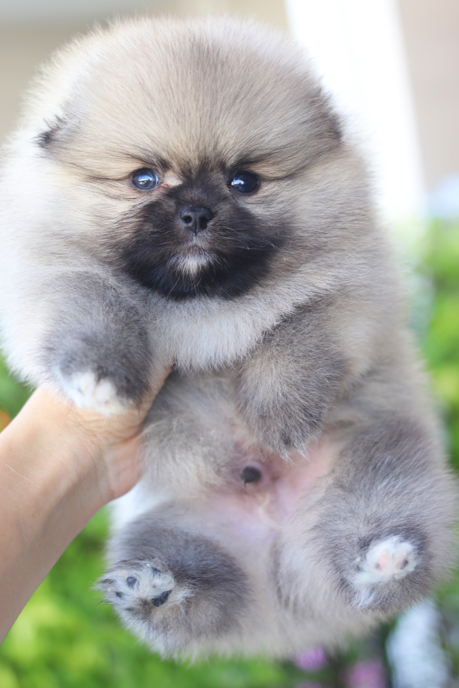 ปอมเมอเรเนียน เพศผู้สีส้ม