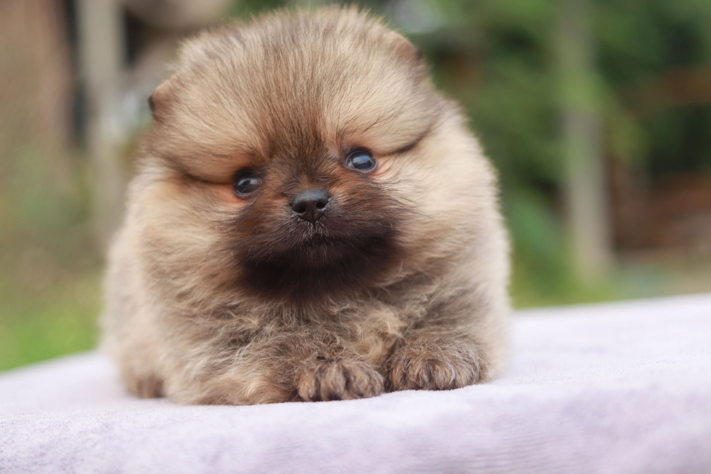 ปอมเมอเรเนียน เพศเมีย