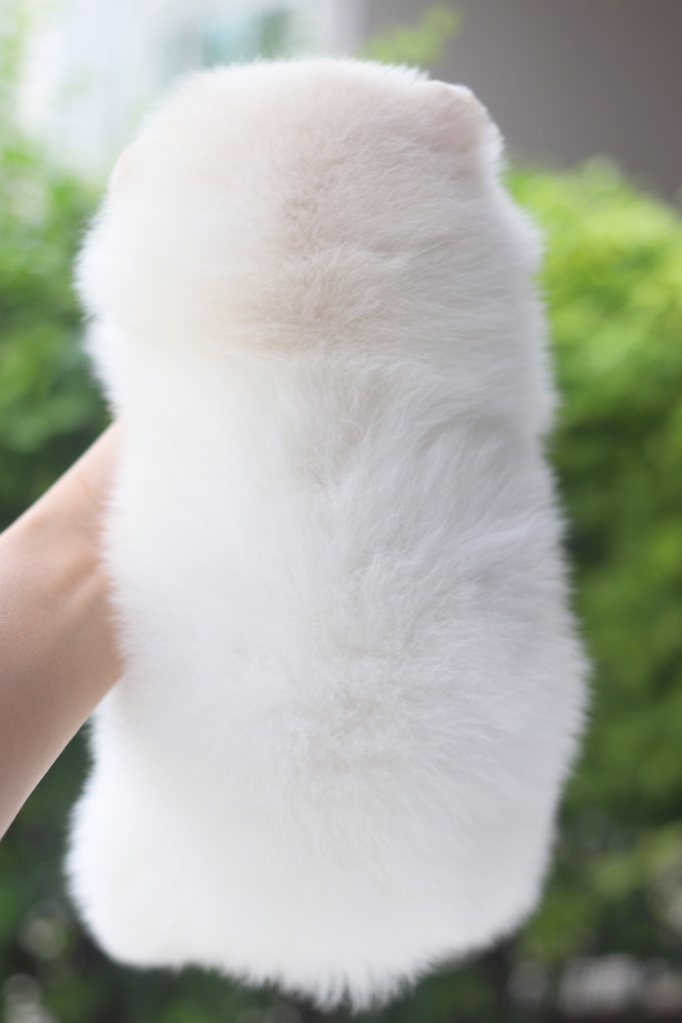 ปอมเมอเรเนียน เพศเมียสีขาวครีม