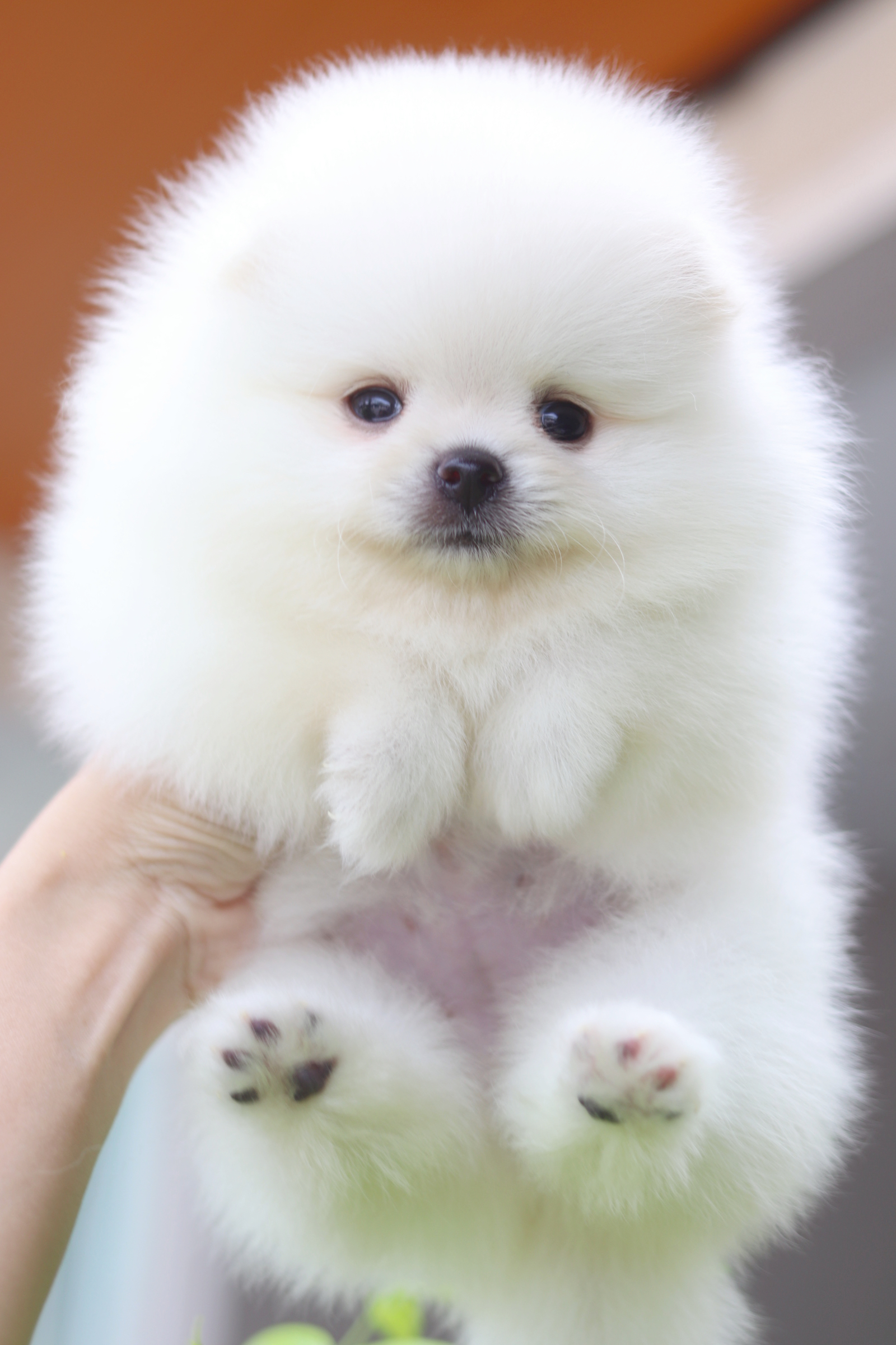 ปอมเมอเรเนียน เพศเมียสีขาวครีม เกรดโชว์