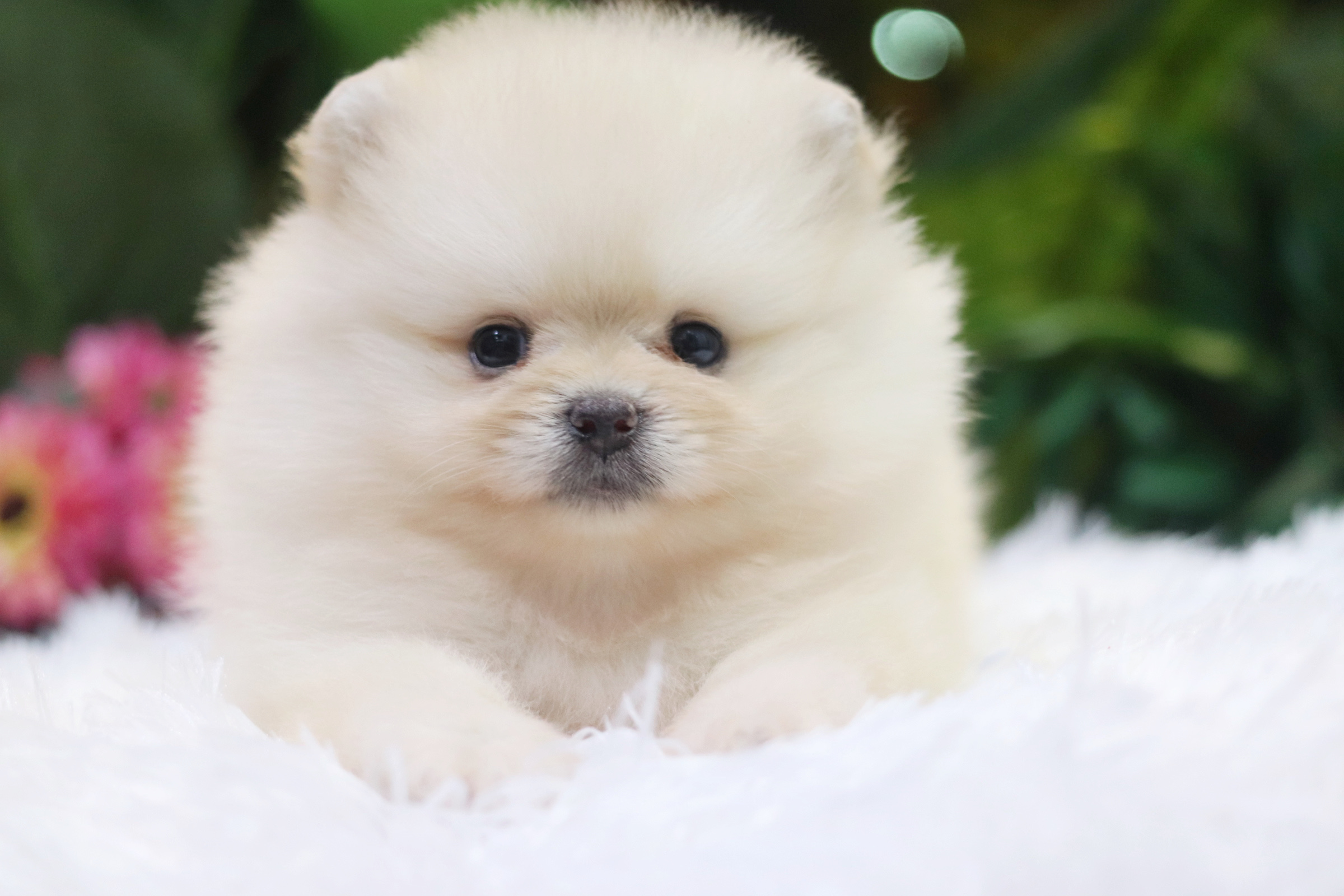 ปอมเมอเรเนียน เพศผู้ สีส้ม