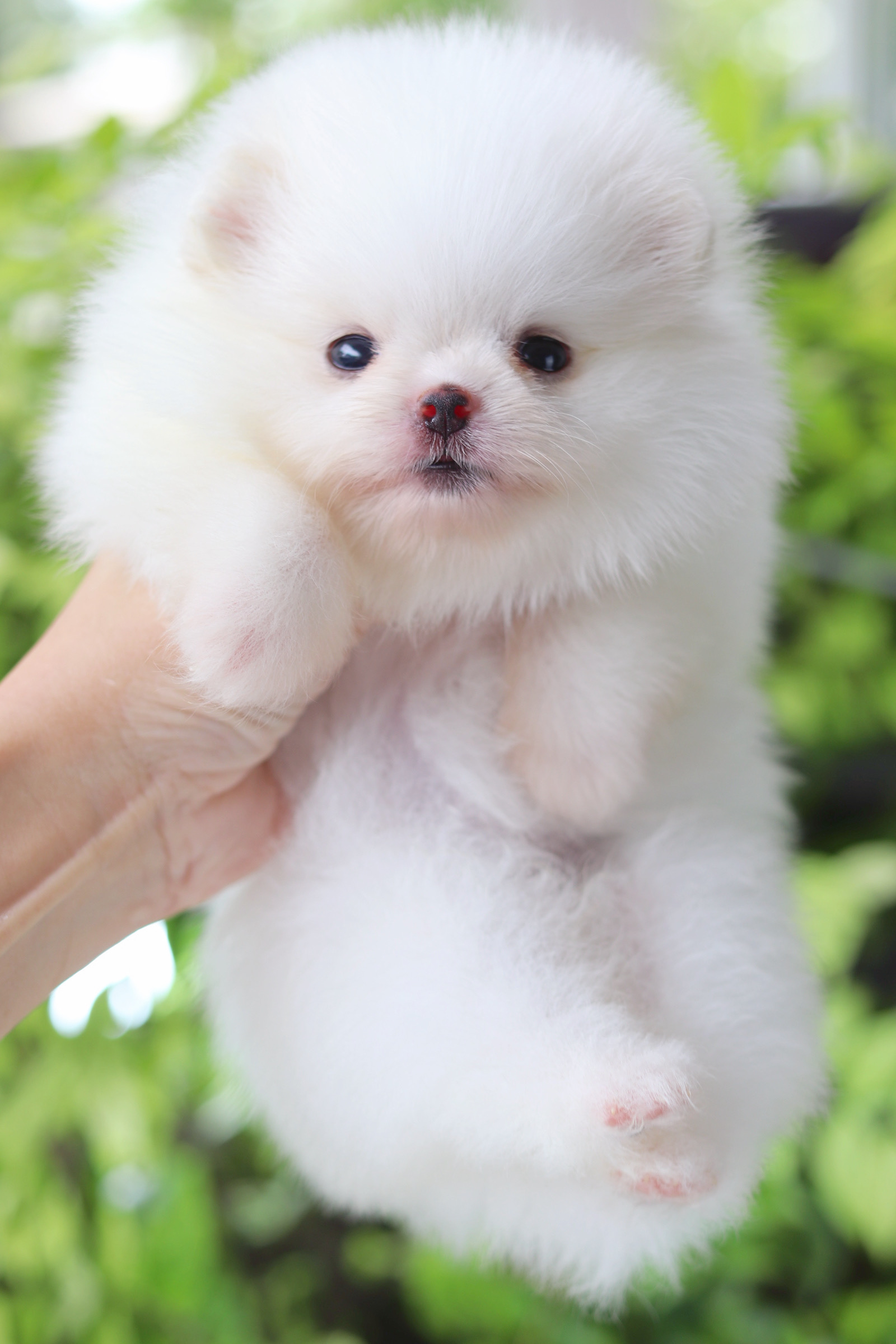 ปอมเมอเรเนียน เพศเมียสีขาว เกรดโชว์