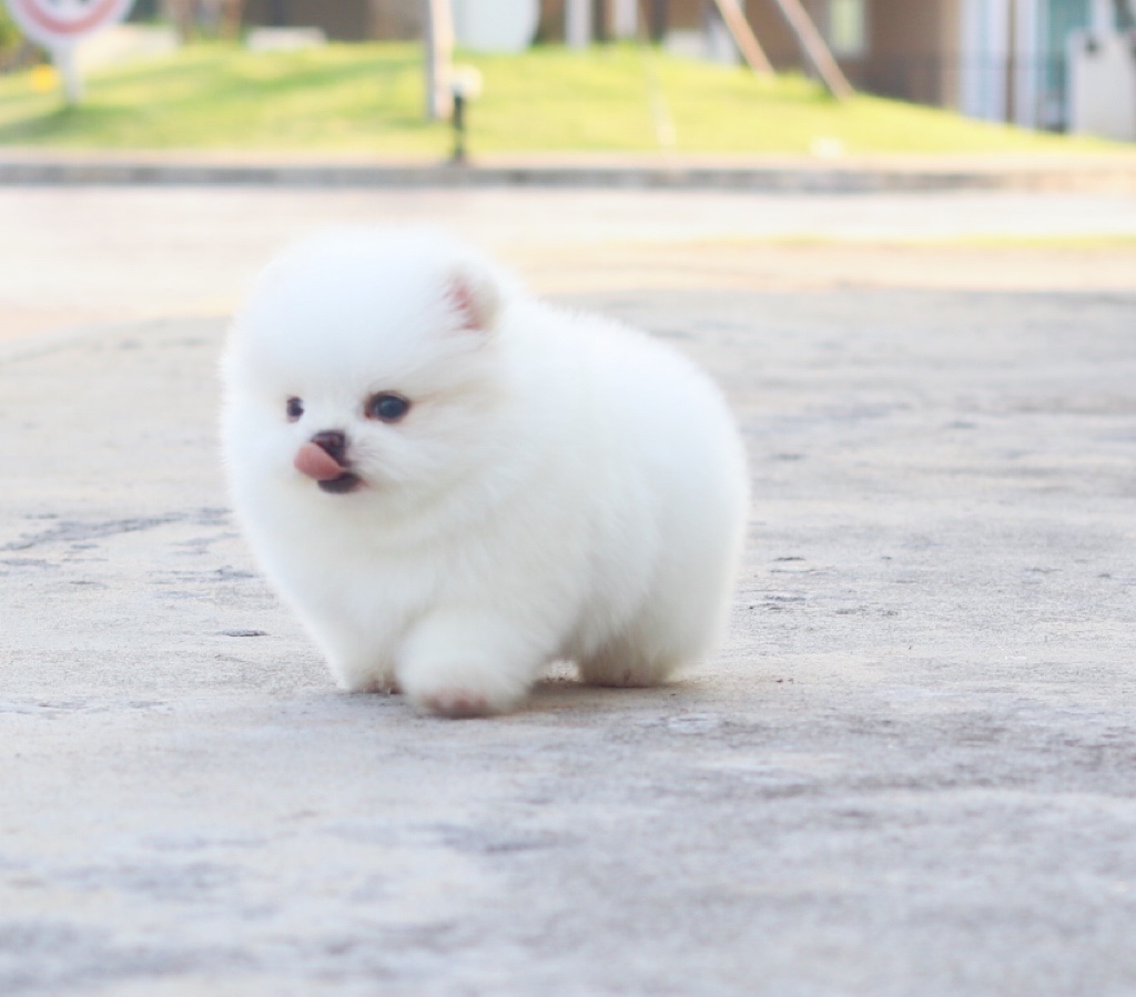 ปอมเมอเรเนียน เพศผู้ สีขาวครีมเกรดโชว์