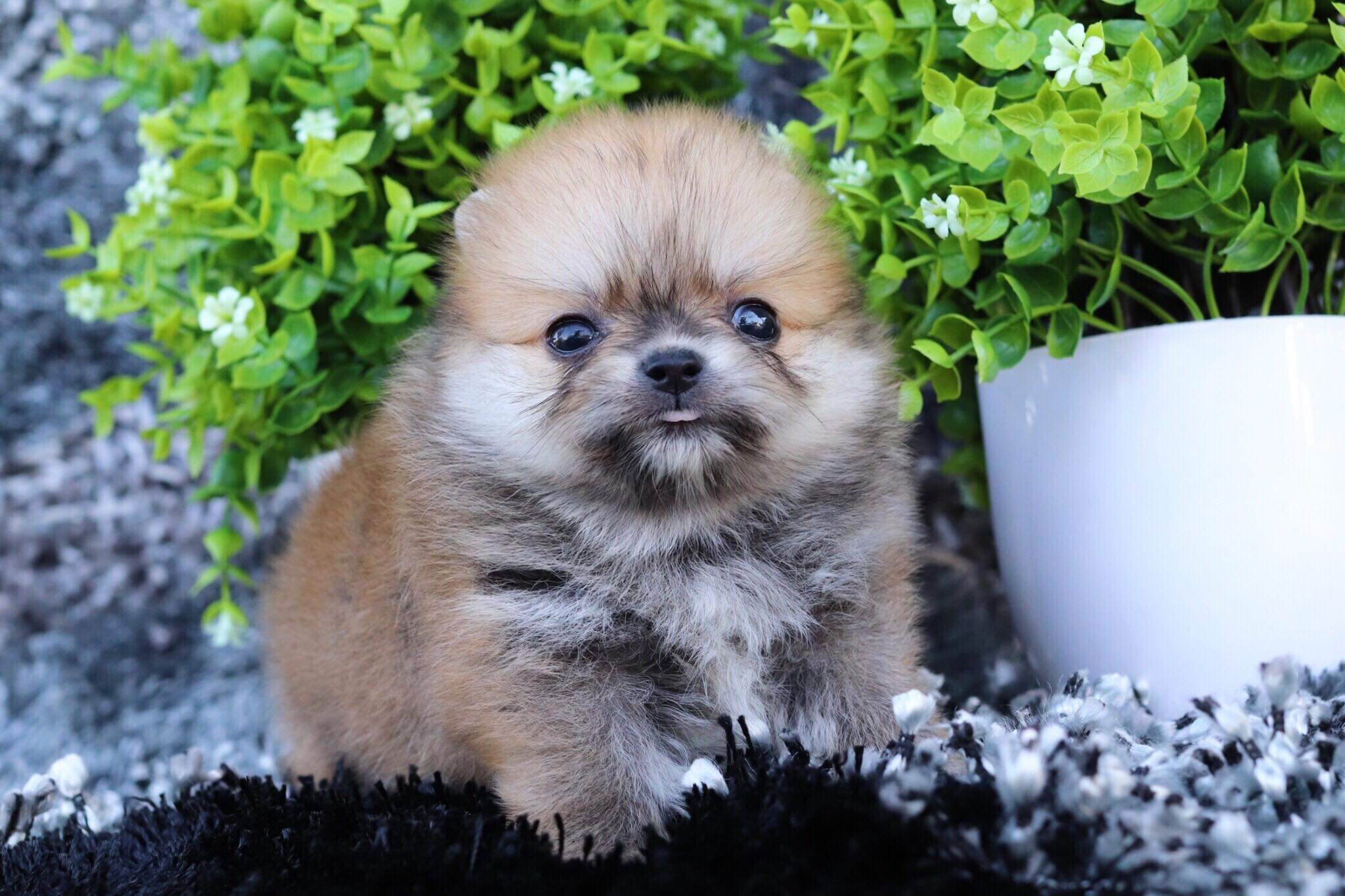 ปอมเมอเรเนียน เพศผู้