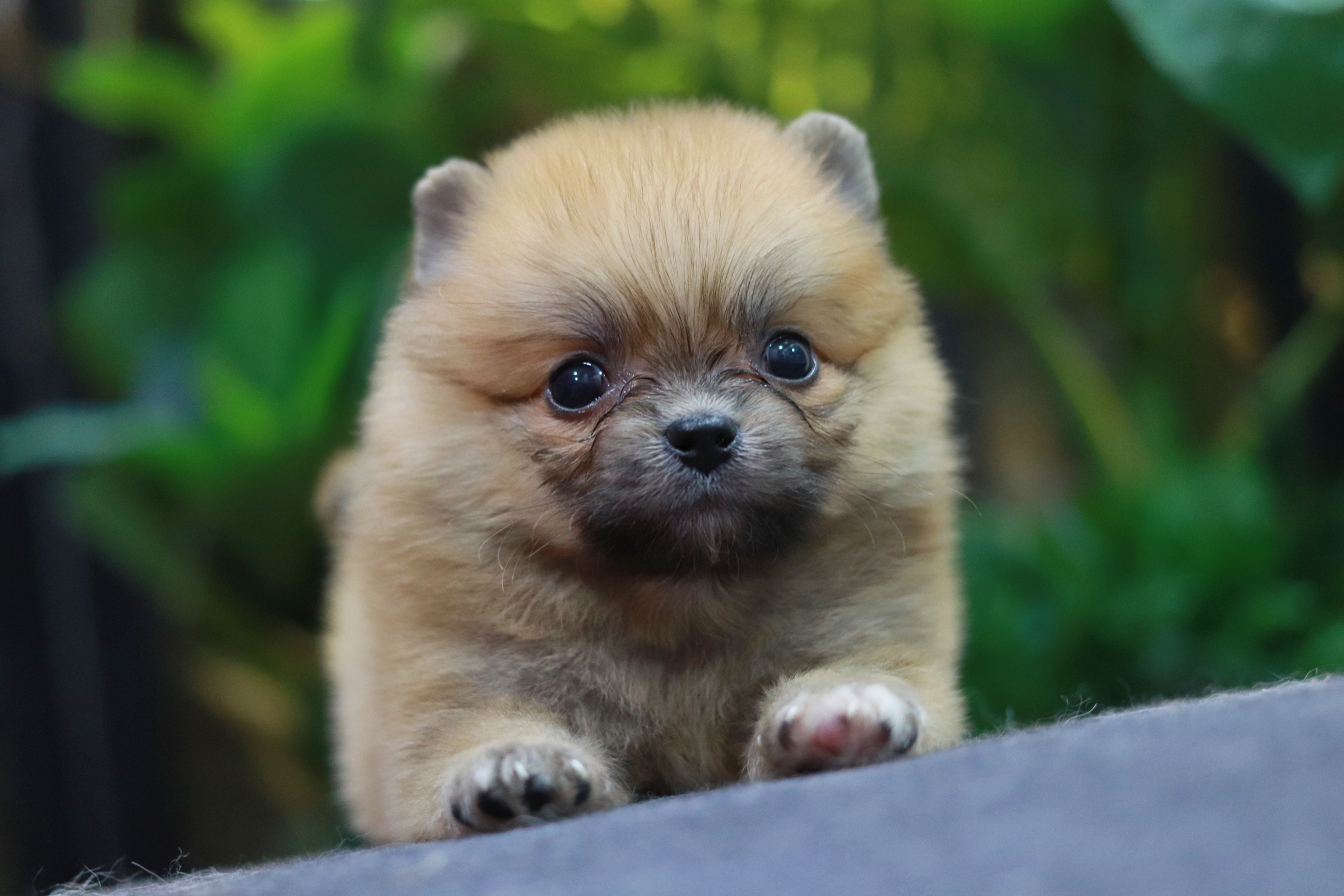 ปอมเมอเรเนียน เพศผู้