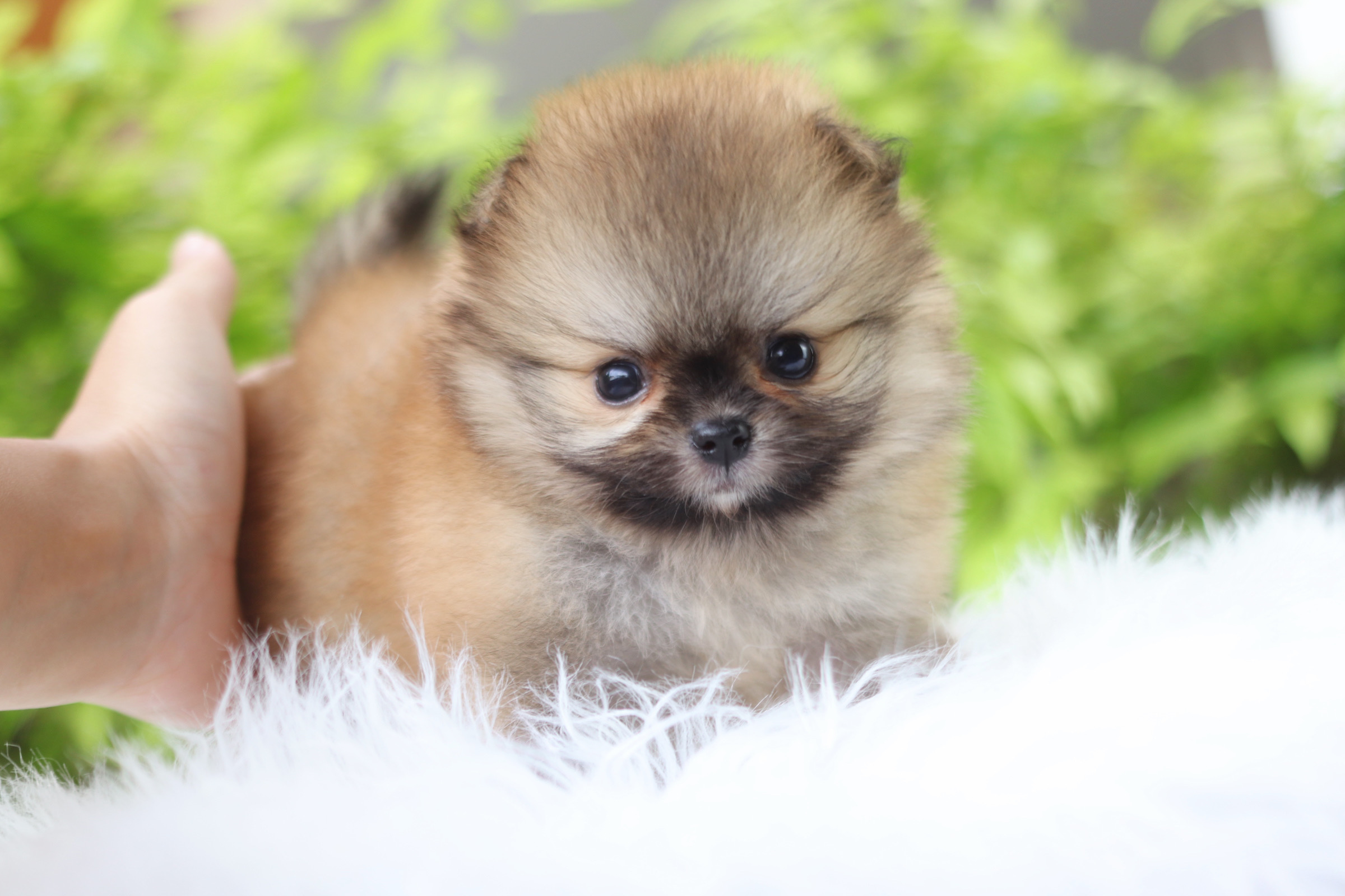 ปอมเมอเรเนียน เพศเมียสีส้ม เกรดโชว์