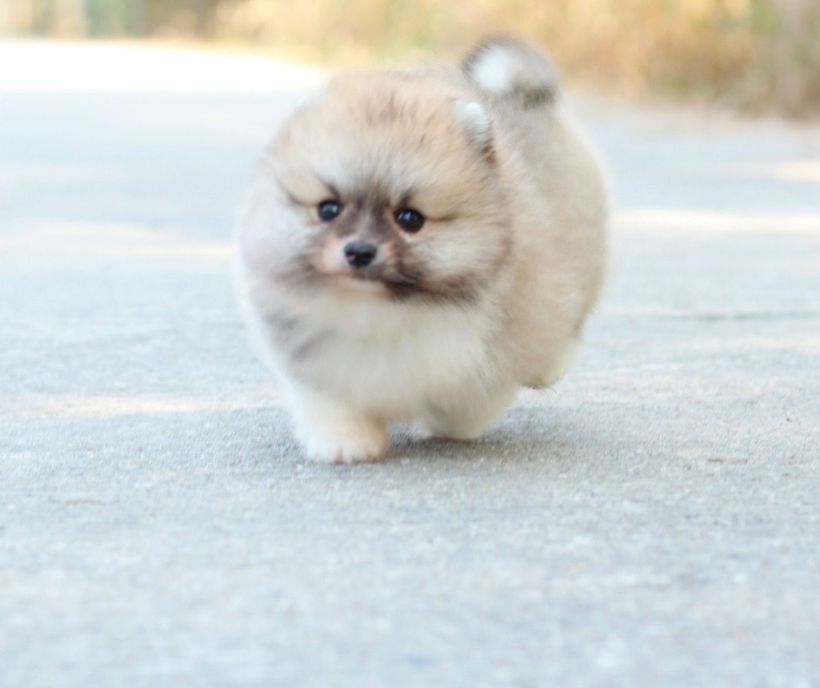 ปอมเมอเรเนียน เพศเมีย สีแฟนซี