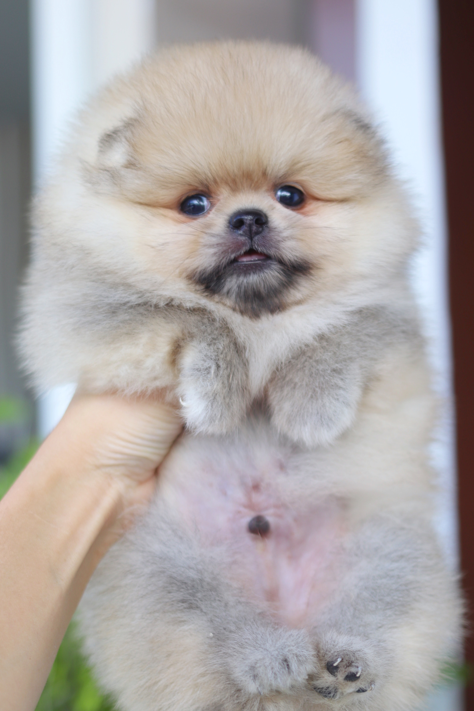 ปอมเมอเรเนียน เพศผู้สีส้ม เกรดโชว์