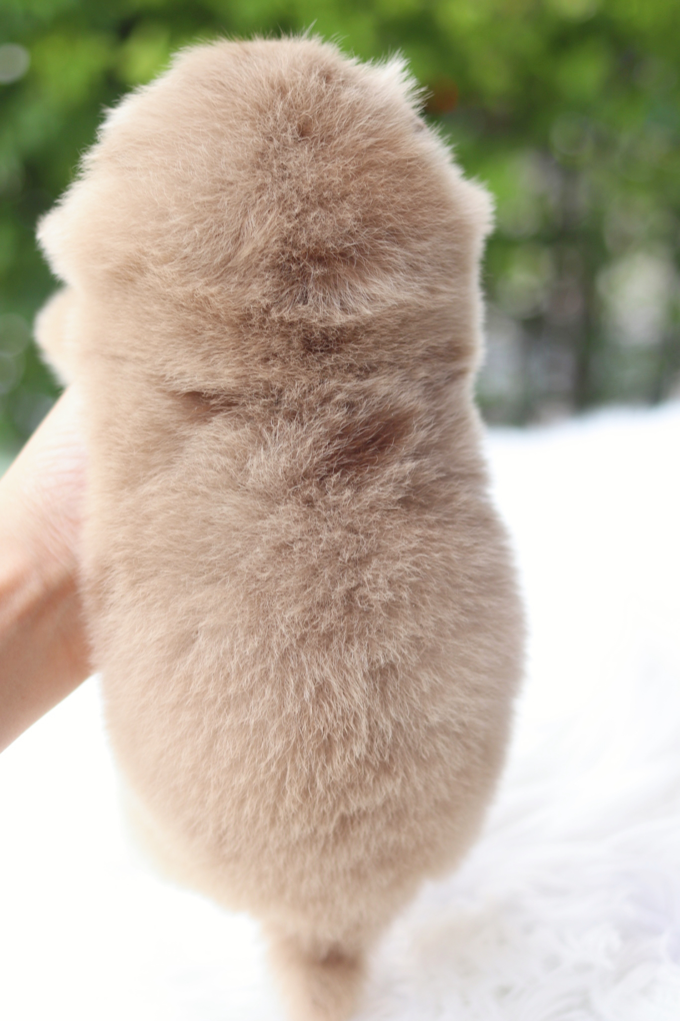 ปอมเมอเรเนียน เพศเมียสีเมอร์เร่