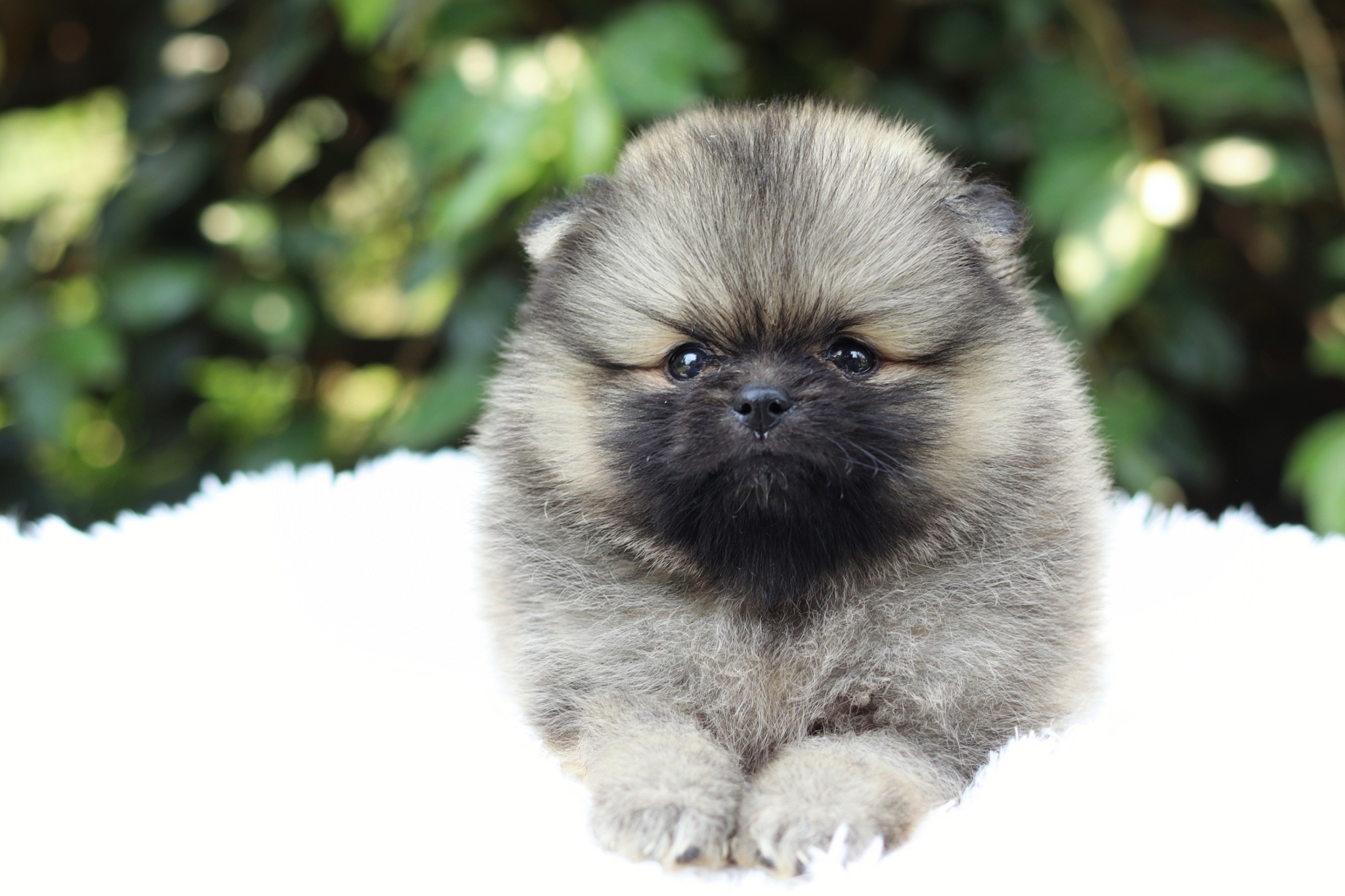 ปอมเมอเรเนียน เพศผู้สีส้ม