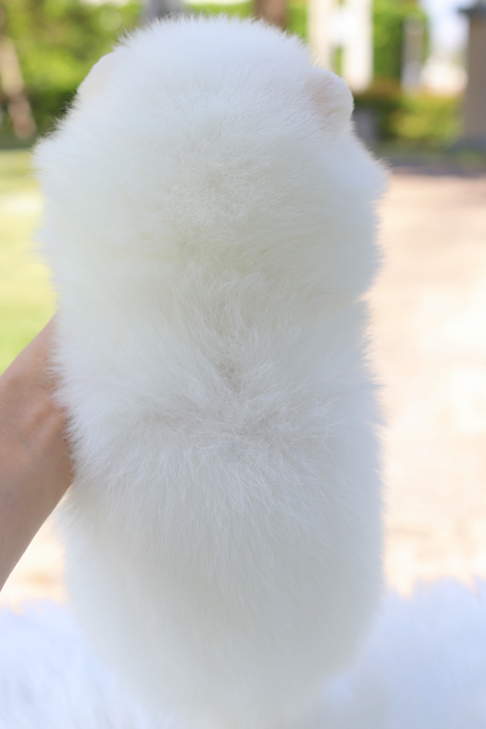 ปอมเมอเรเนียน เพศผู้สีขาว