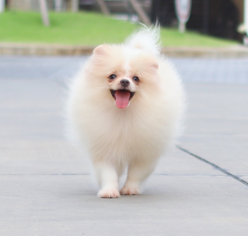 ปอมเมอเรเนียน เพศผู้ สีครีม