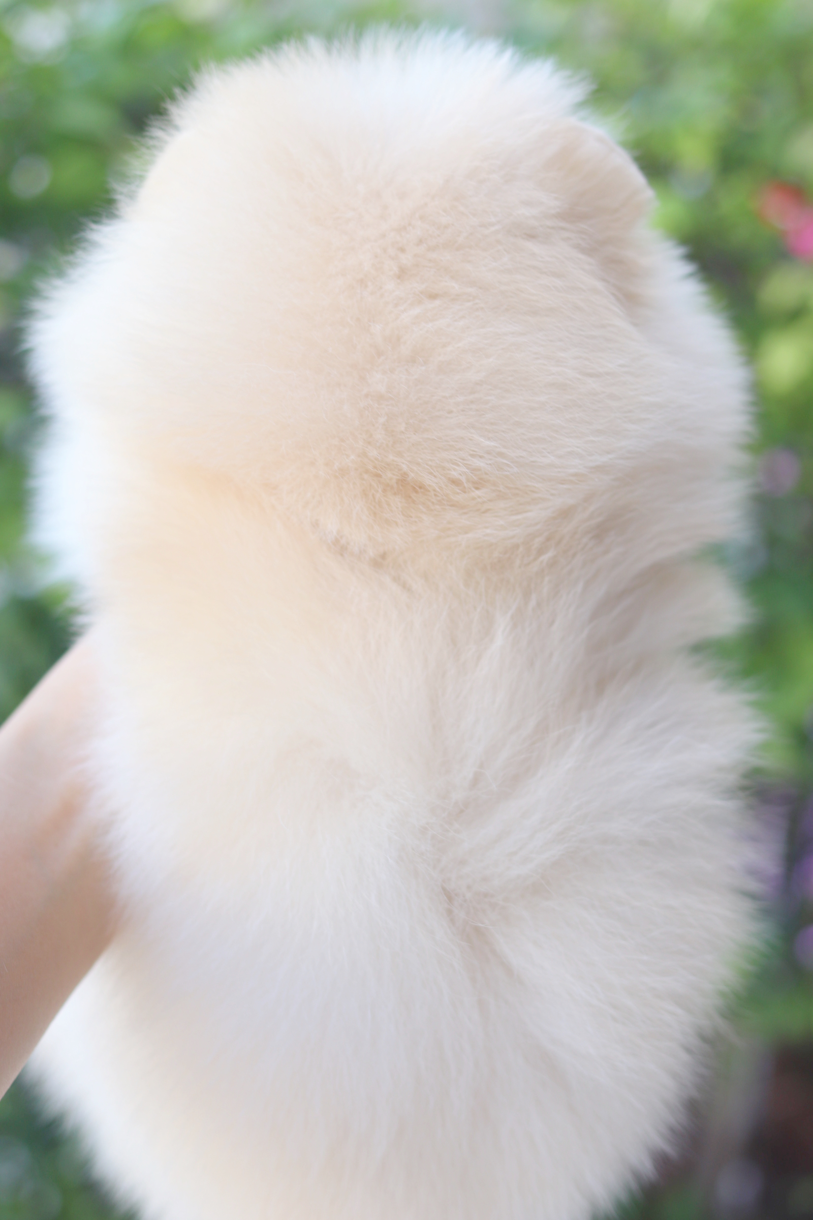 ปอมเมอเรเนียน เพศเมียสีครีม