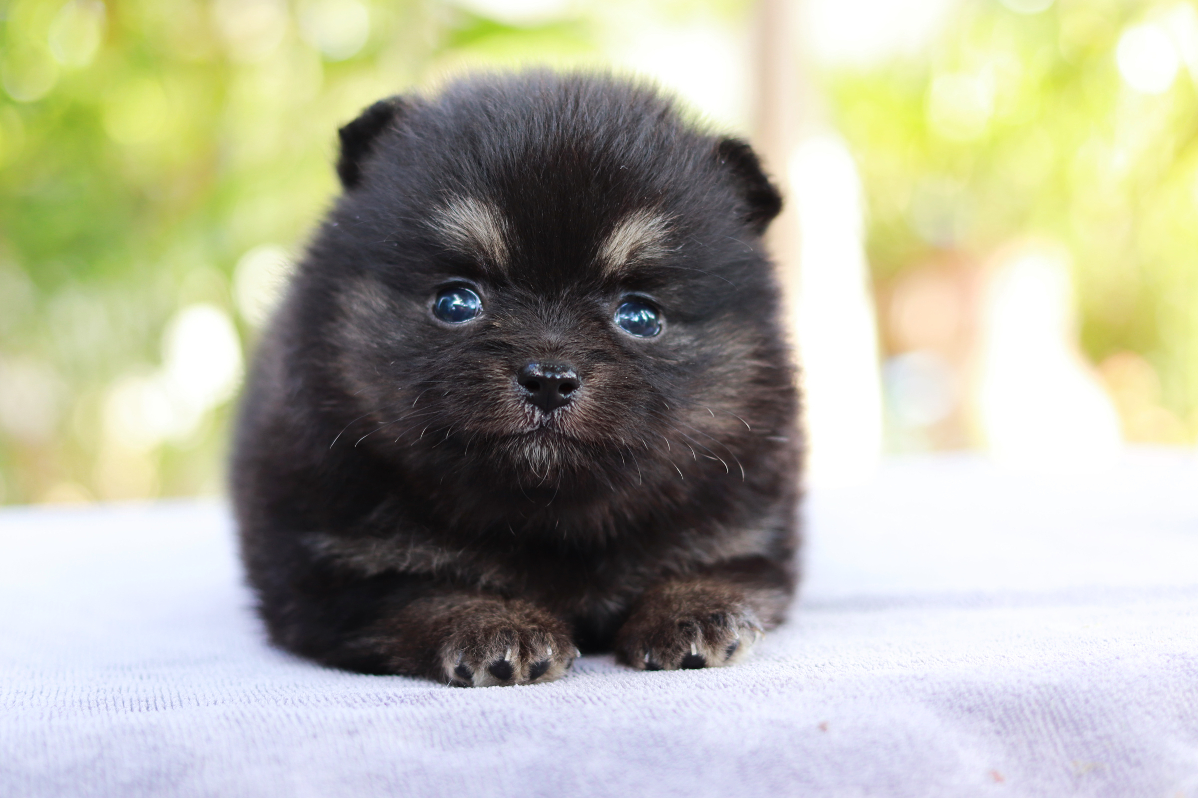 ปอมเมอเรเนียน เพศผู้