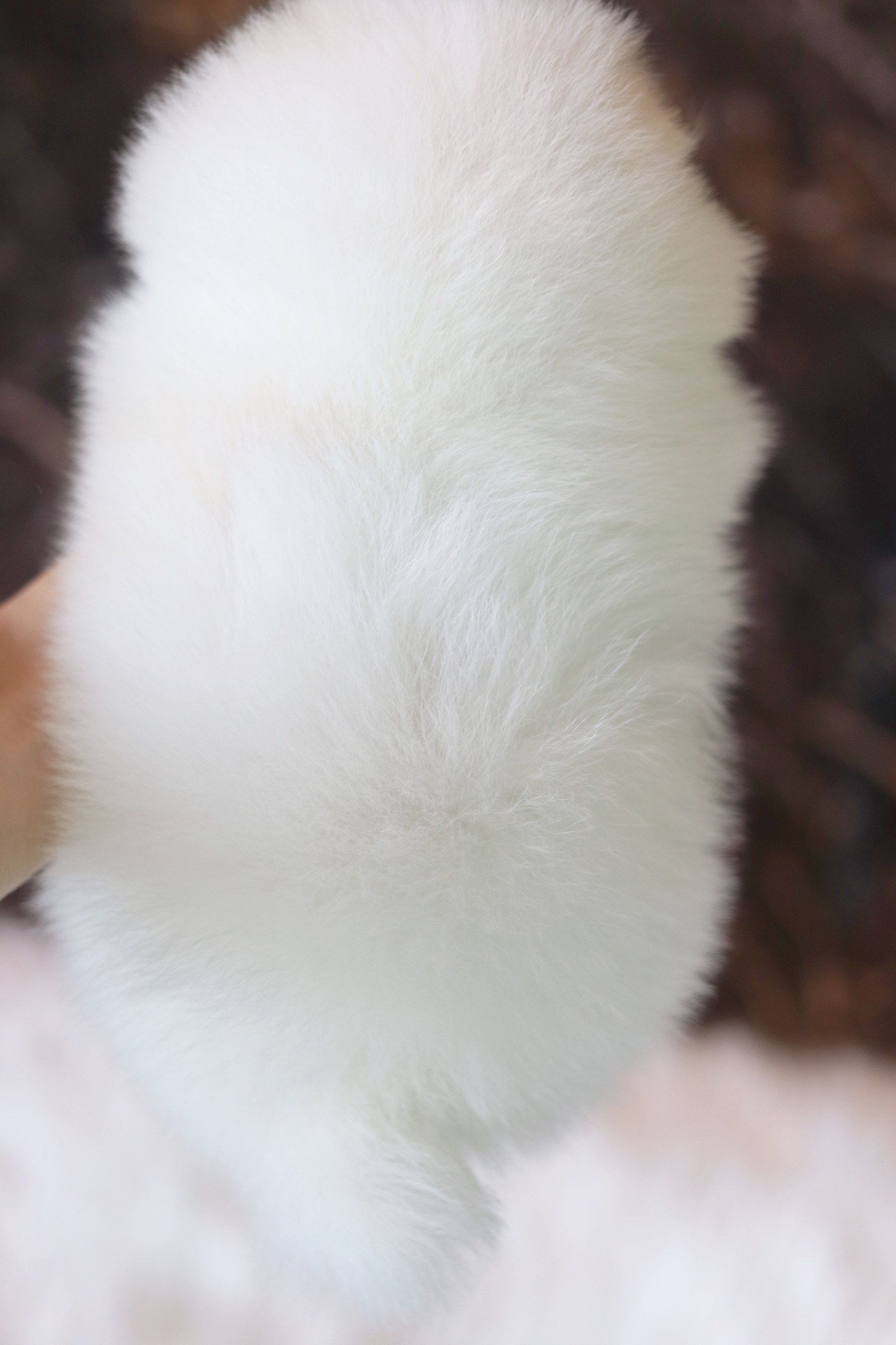 ปอมเมอเรเนียน เพศผู้ สีขาวครีม