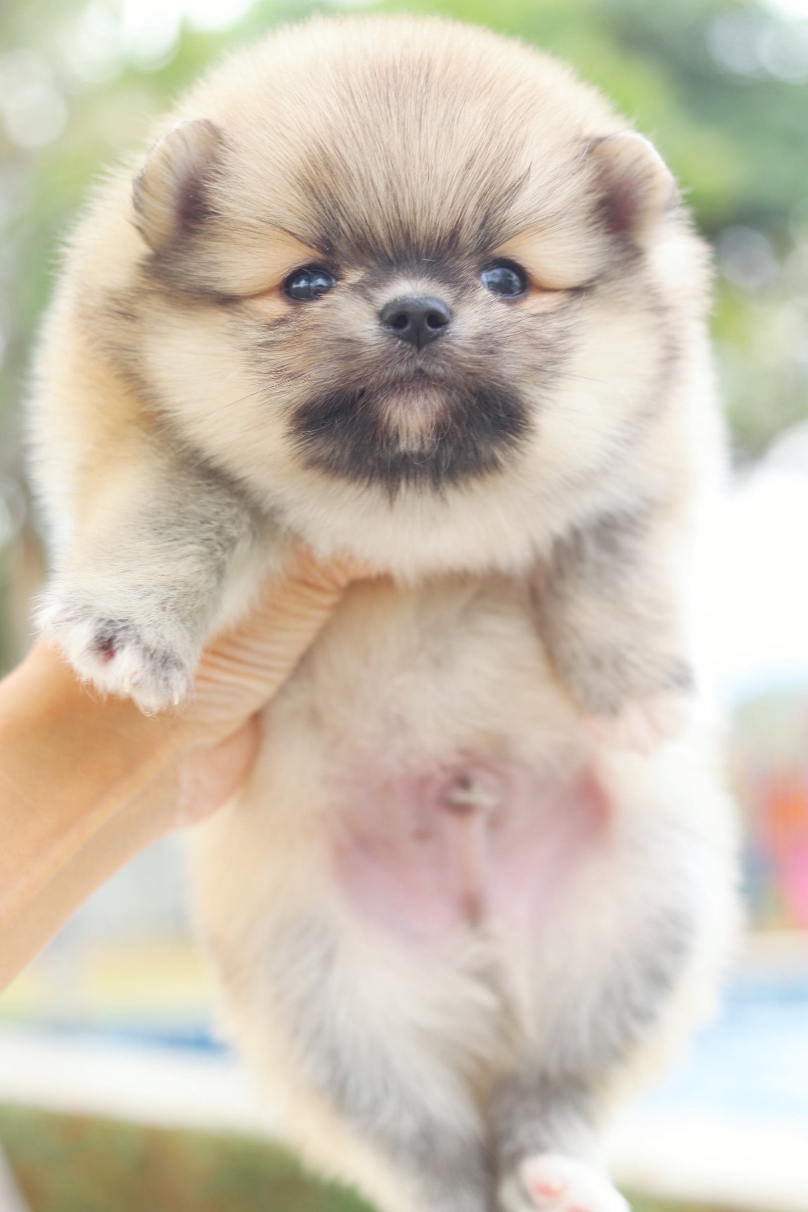 ปอมเมอเรเนียน เพศผู้ สีส้ม