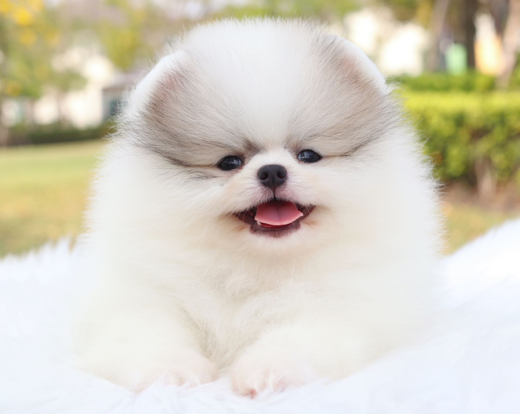 ปอมเมอเรเนียน เพศผู้สีแฟนซีเกรดโชว์