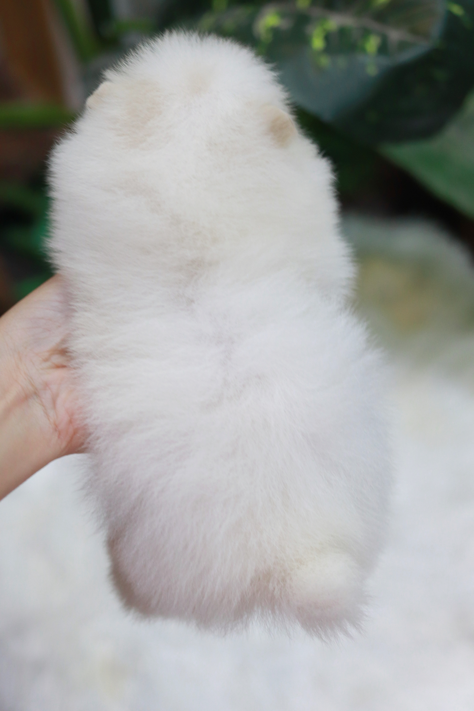 ปอมเมอเรเนียน เพศผู้ สีขาว