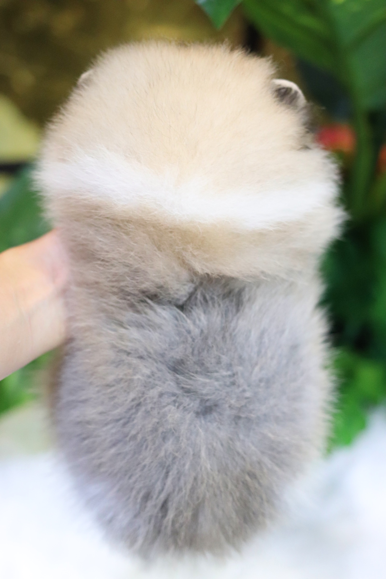 ปอมเมอเรเนียน เพศผู้ สีแฟนซี