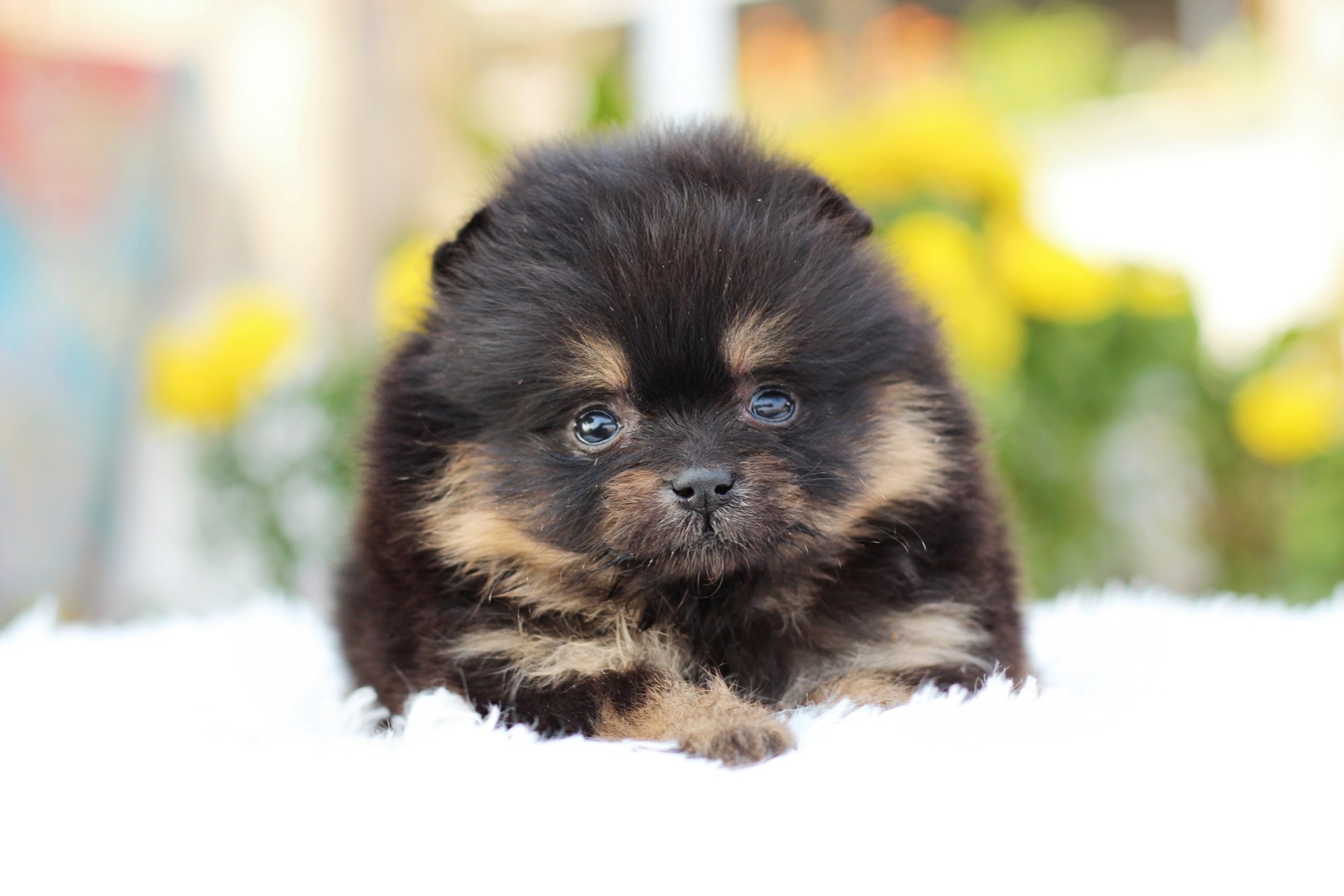 ปอมเมอเรเนียน เพศเมียแบล็คแทน