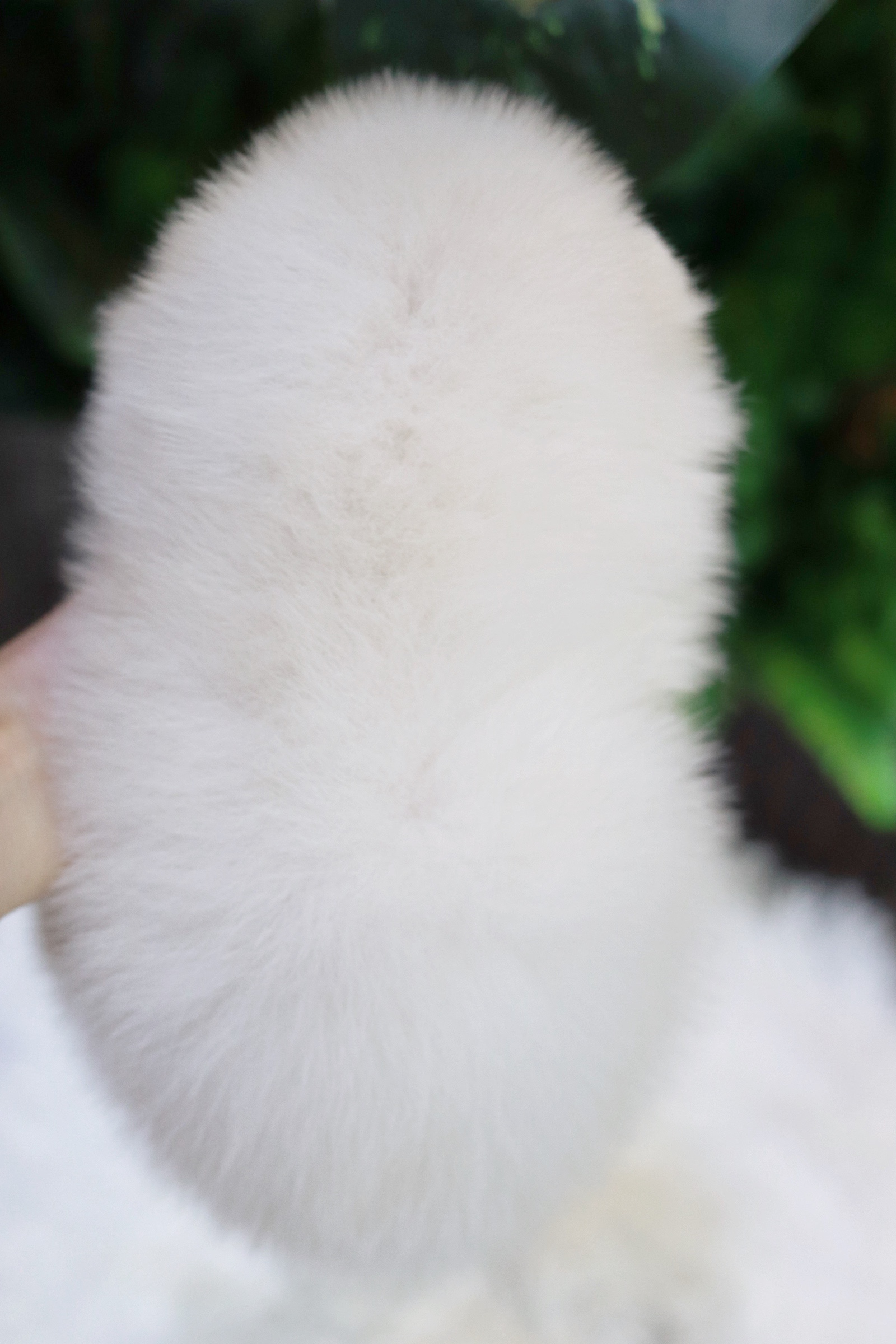 ปอมเมอเรเนียน เพศเมียสีขาวครีม