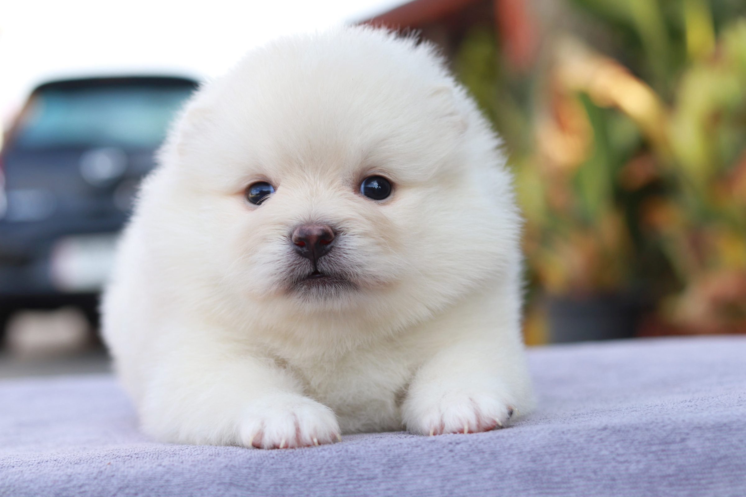 ปอมเมอเรเนียน เพศเมีย