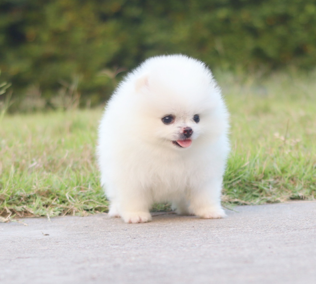 ปอมเมอเรเนียน เพศเมียสีขาวครีม