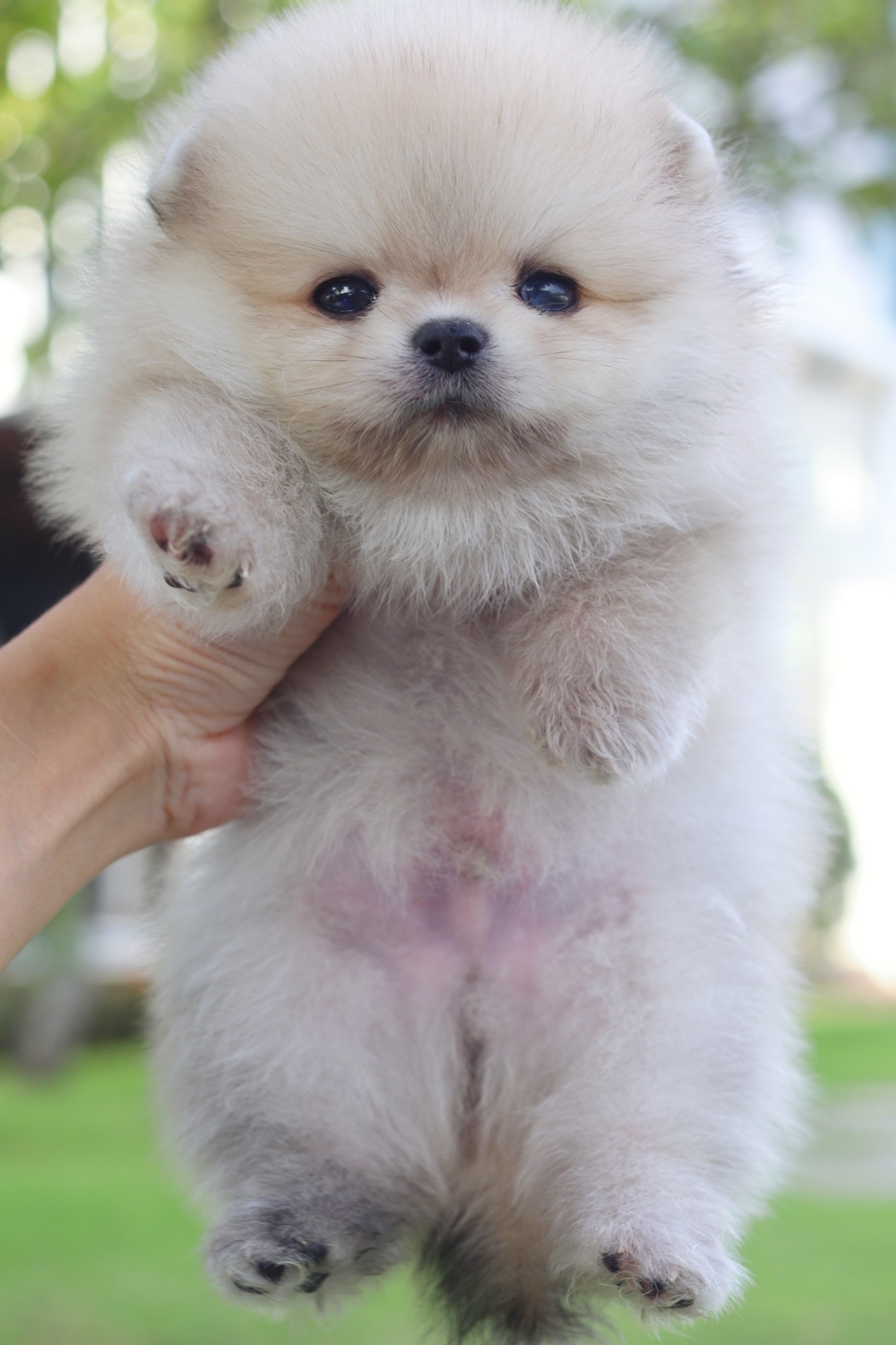 ปอมเมอเรเนียน เพศผู้สีส้มตาสีฟ้า1 ข้าง