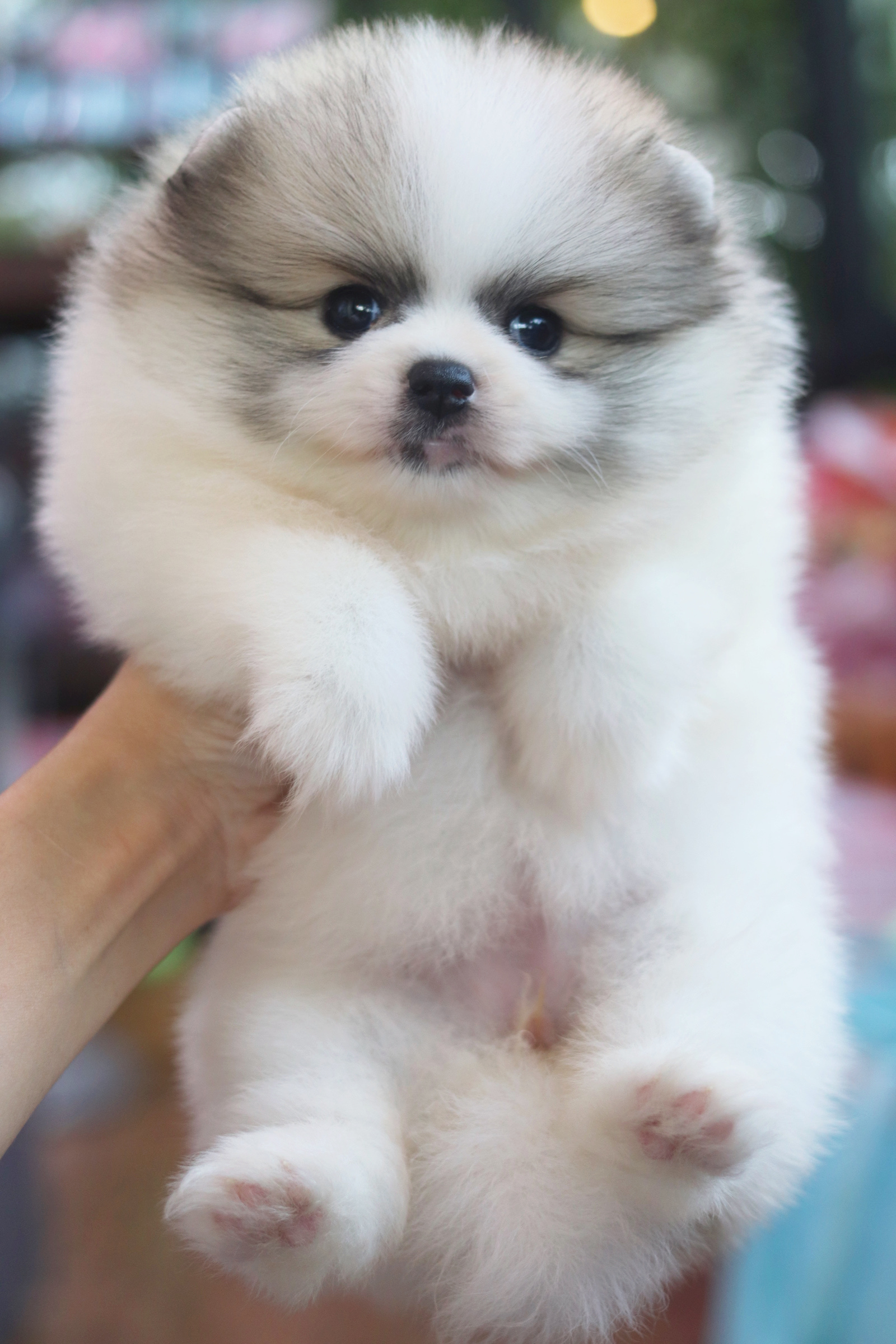 ปอมเมอเรเนียน เพศเมียสีแฟนซีเกรดโชว์