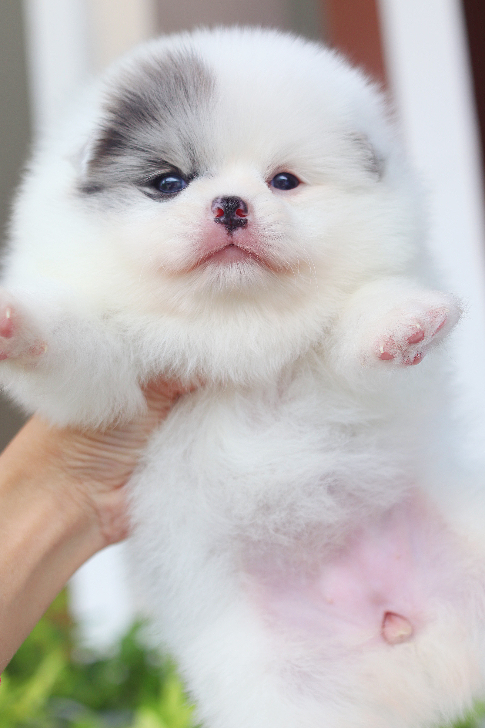 ปอมเมอเรเนียน เพศเมียสีแฟนซี