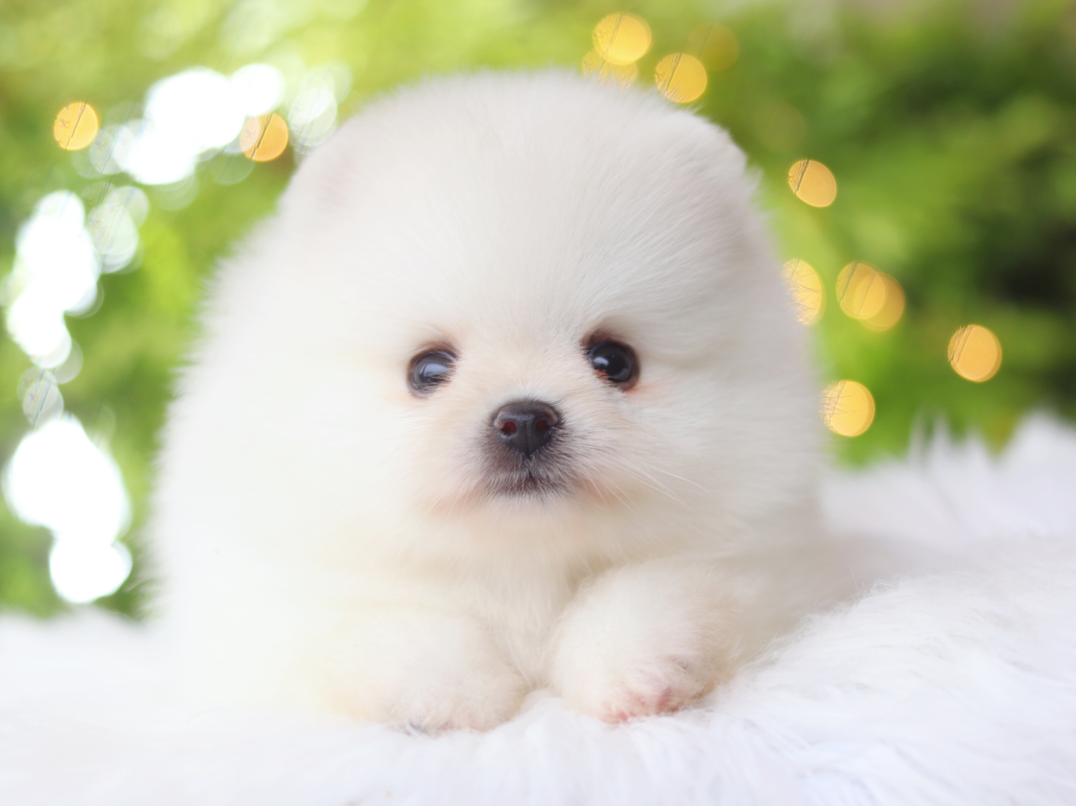 ปอมเมอเรเนียน เพศผู้สีขาวครีม เกรดโชว์