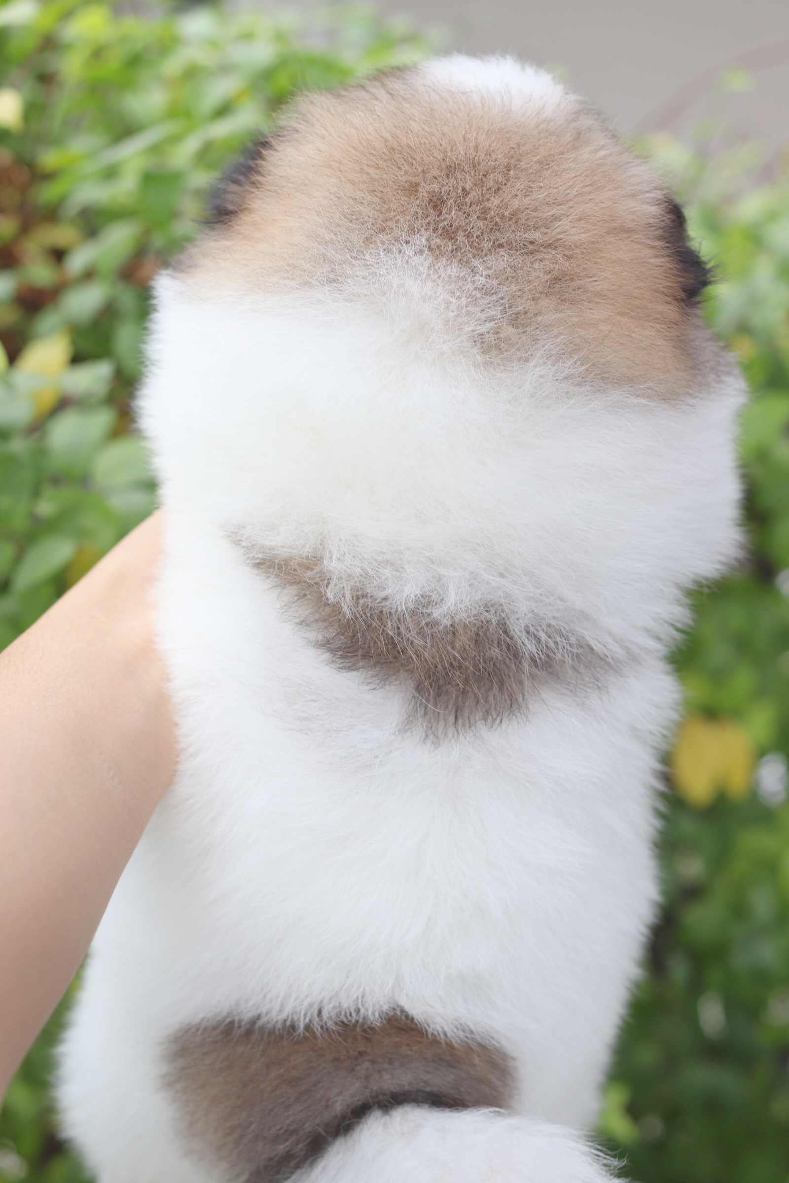 ปอมเมอเรเนียน เพศเมียสีแฟนซี