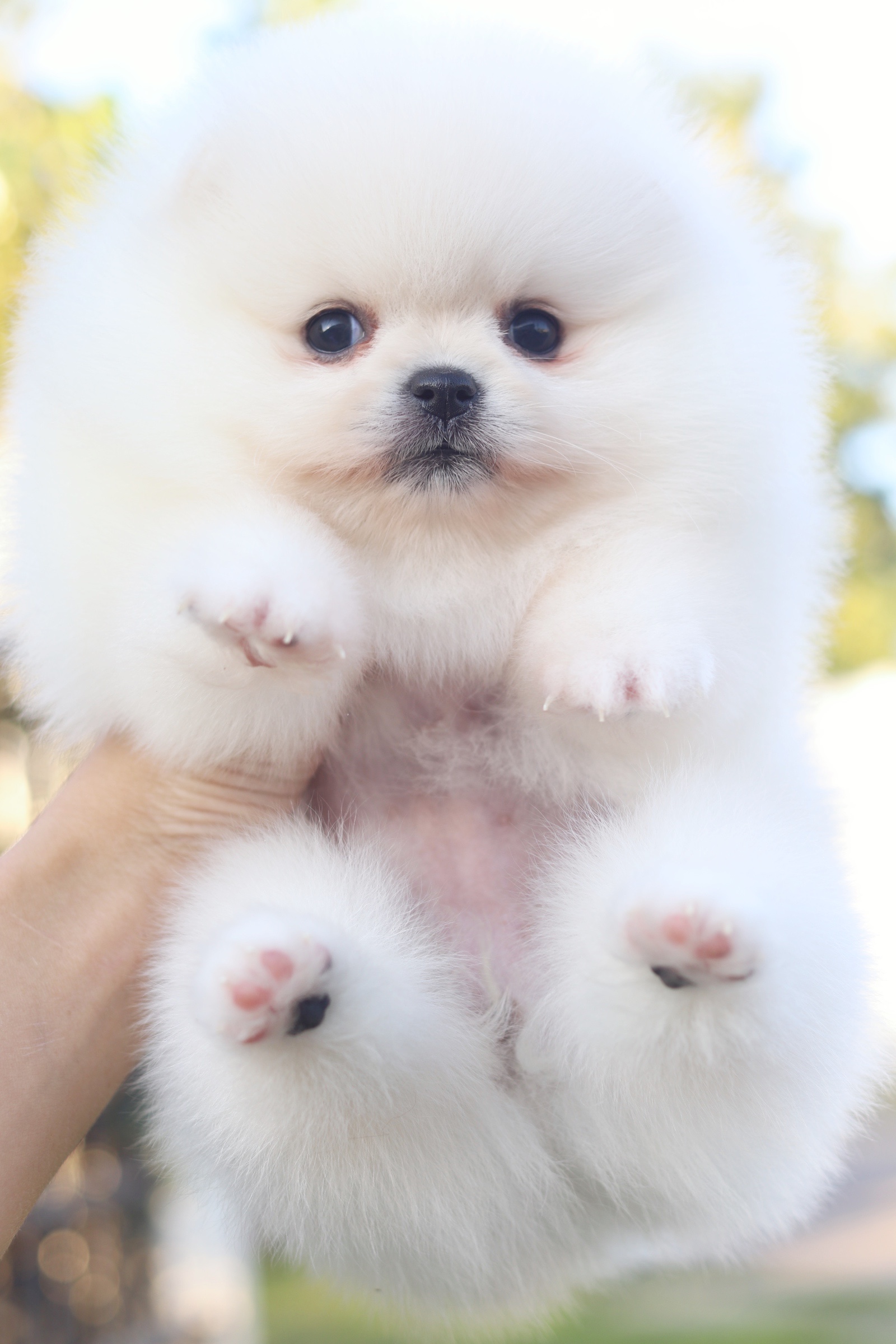 ปอมเมอเรเนียน เพศเมียสีขาวครีมเกรดโชว์