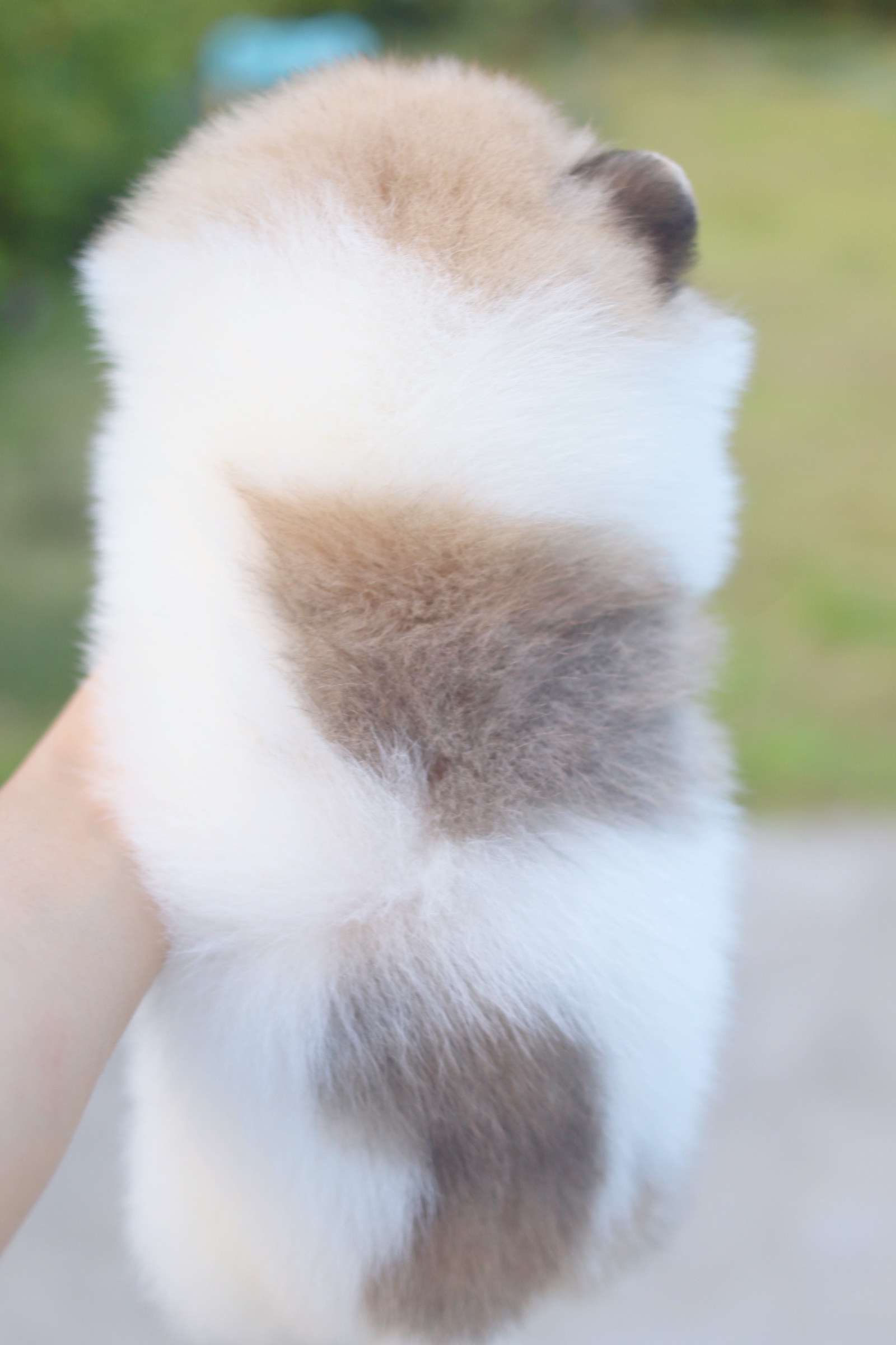 ปอมเมอเรเนียน เพศเมียสีแฟนซี