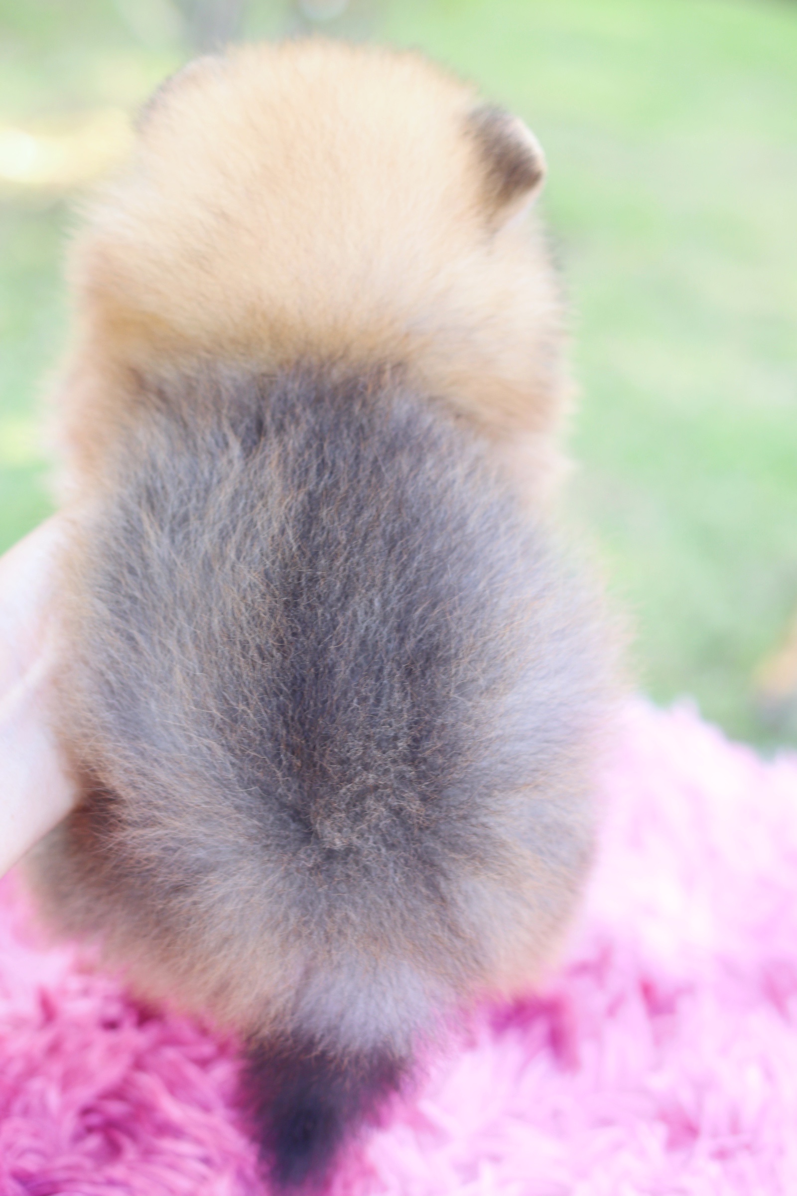 ปอมเมอเรเนียน เพศเมียสีส้มเกรดโชว์