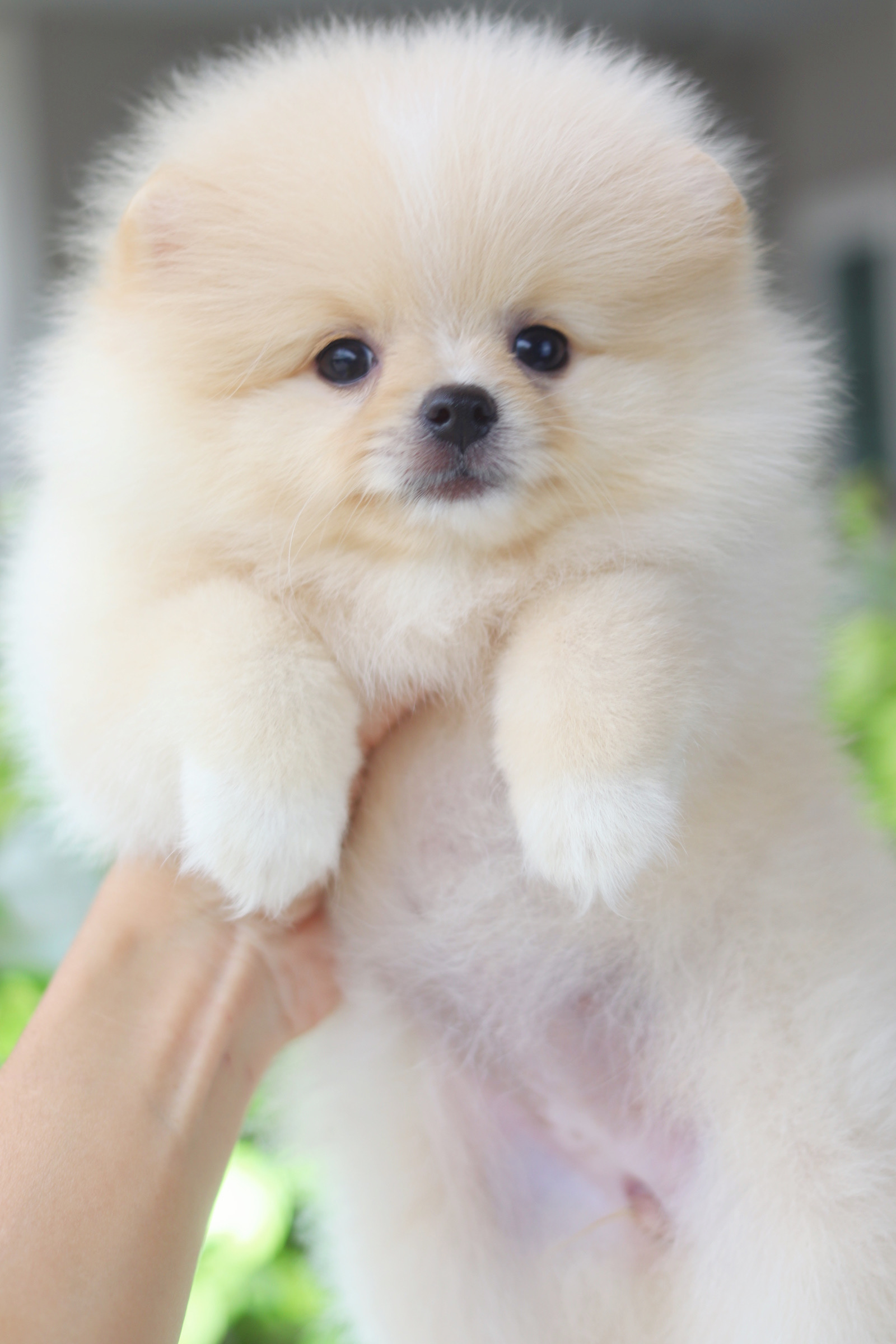 ปอมเมอเรเนียน เพศเมียสีขาวครีม