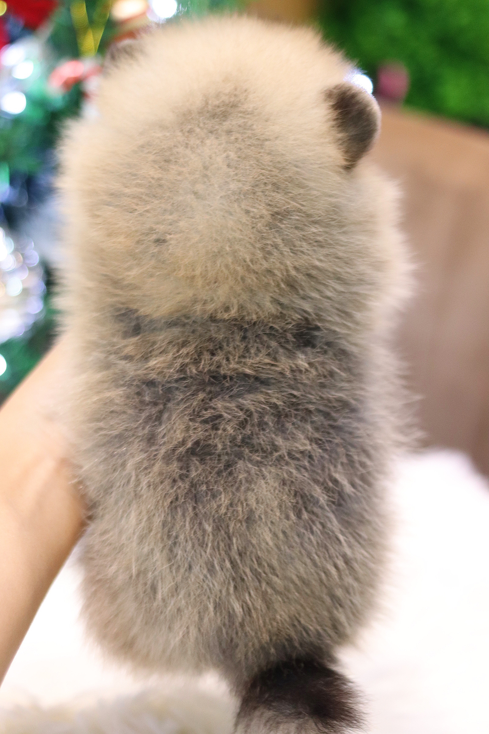 ปอมเมอเรเนียน เพศผู้สีส้ม