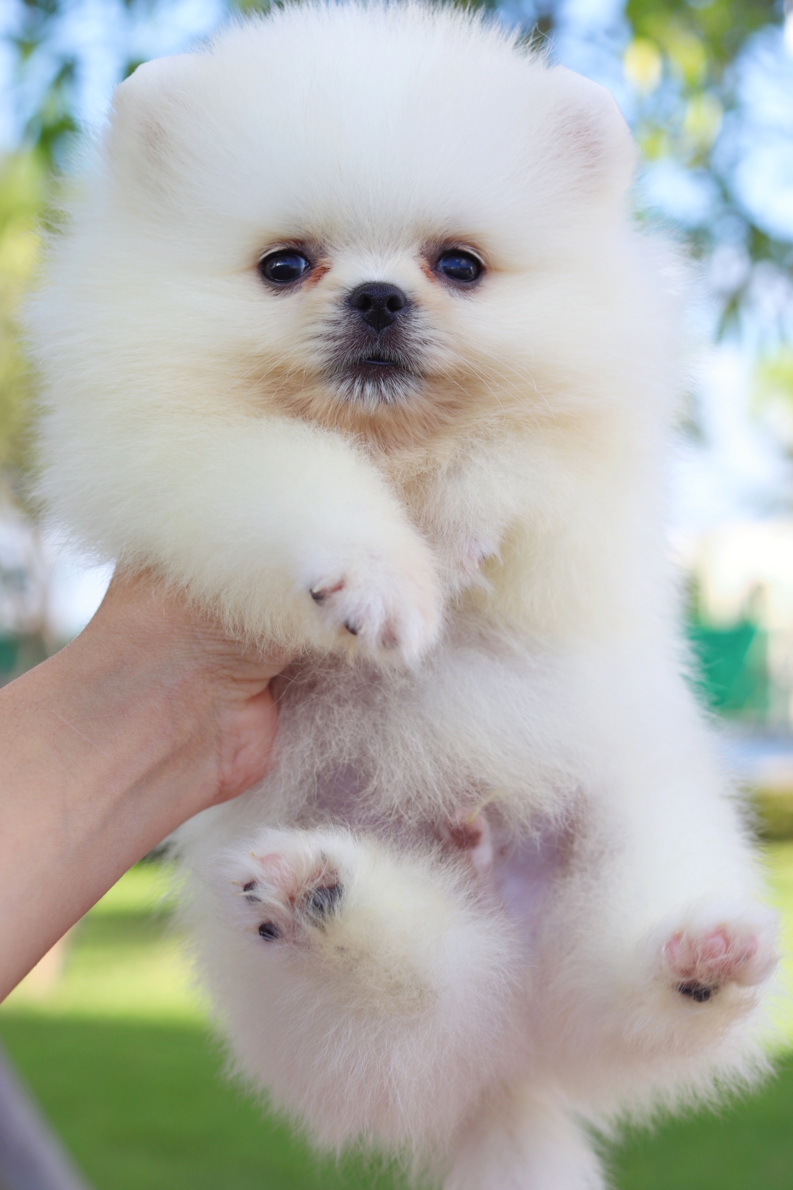 ปอมเมอเรเนียน เพศผู้ ไซส์เล็กสีขาวครีม