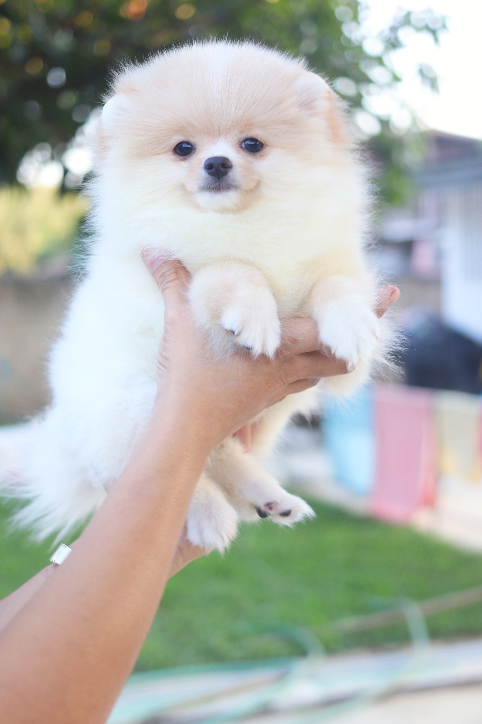 ปอมเมอเรเนียน เพศเมีย สีครีม