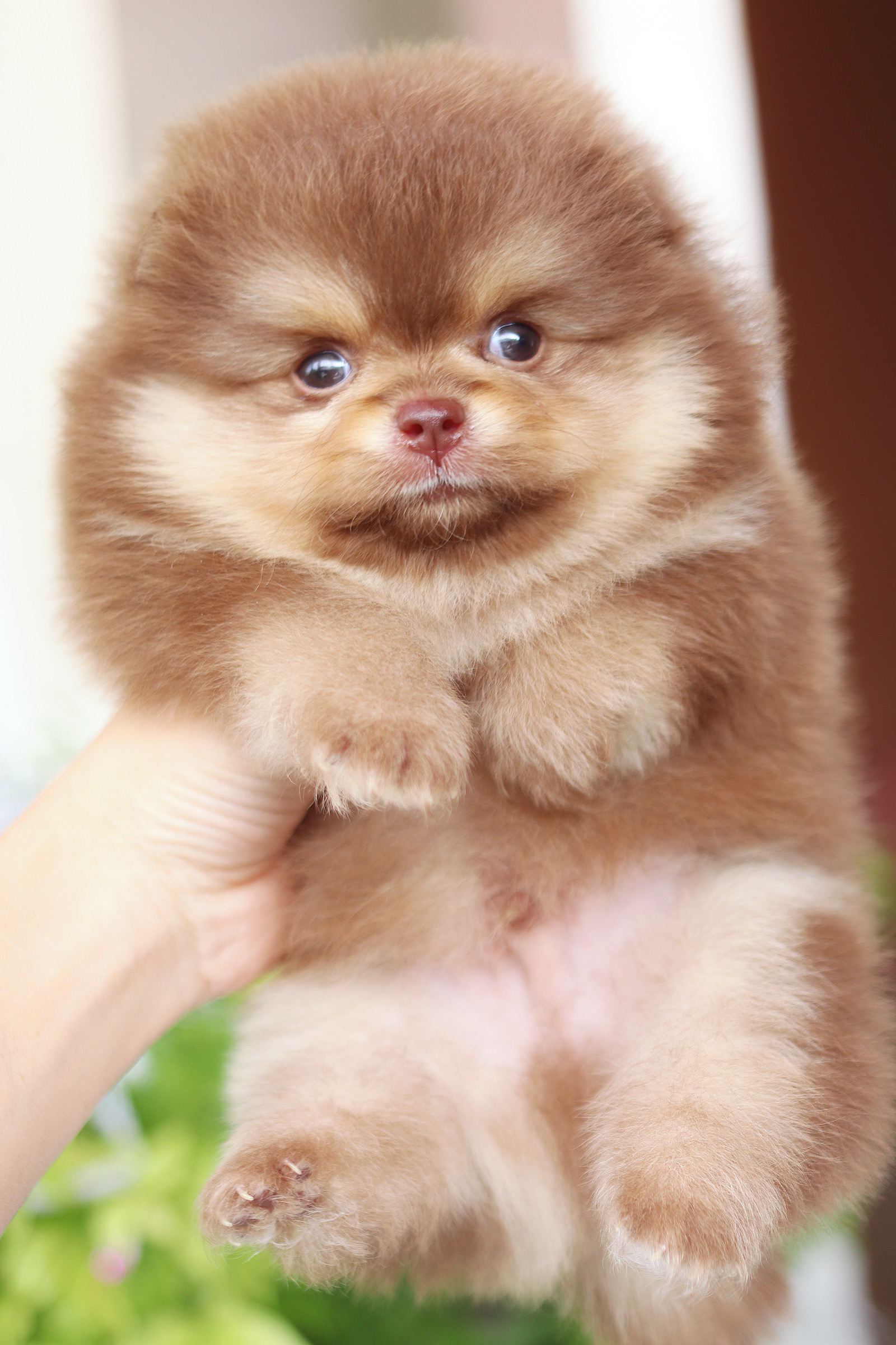 ปอมเมอเรเนียน เพศผู้ สีช็อคแทนเกรดโชว์