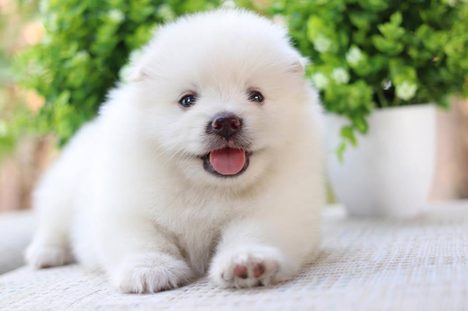 ปอมเมอเรเนียน เพศผู้