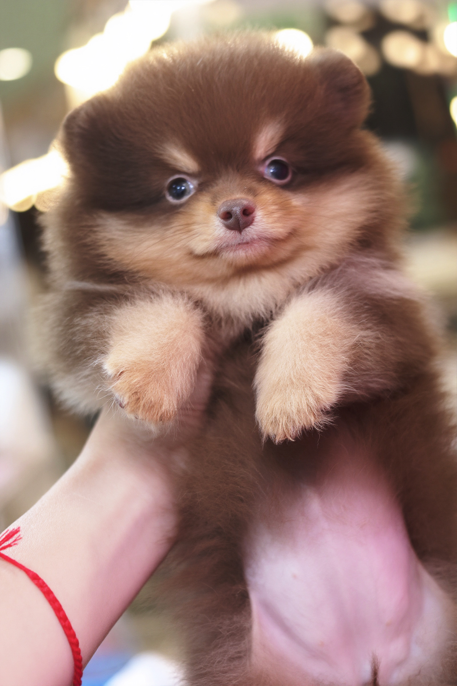 ปอมเมอเรเนียน เพศเมียสีช็อคแทน