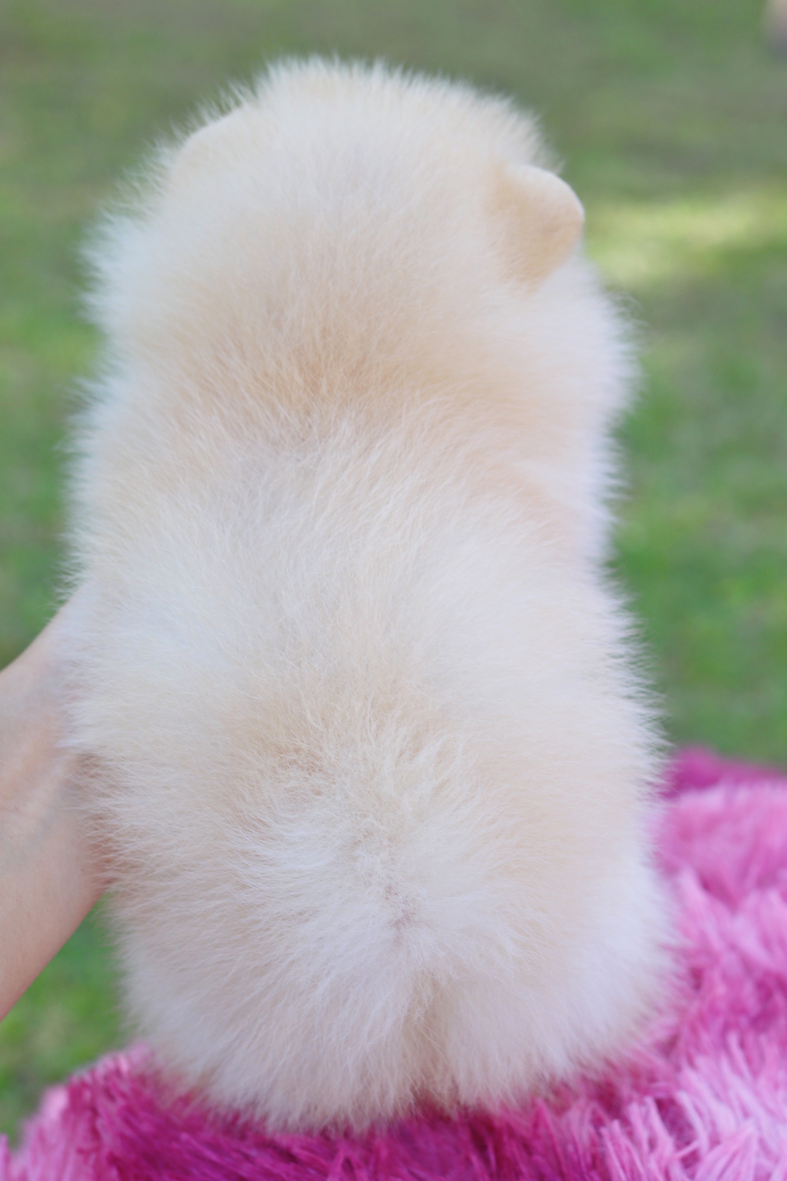 ปอมเมอเรเนียน เพศผู้ สีครีม ไซส์เล็กเกรดโชว์