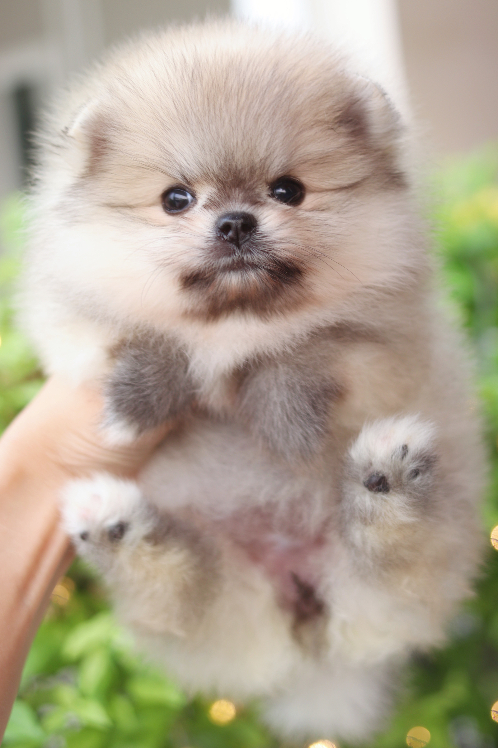 ปอมเมอเรเนียน เพศเมียสีส้ม