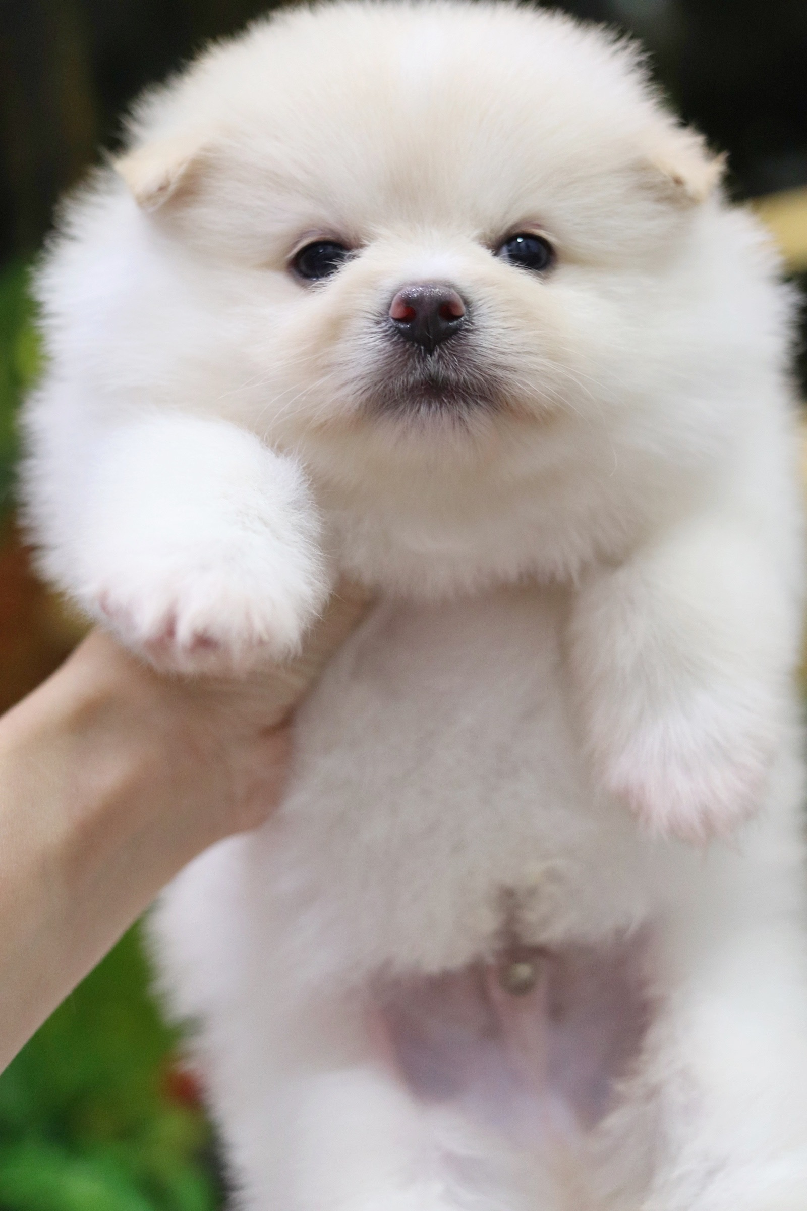 ปอมเมอเรเนียน เพศผู้ สีขาวครีม