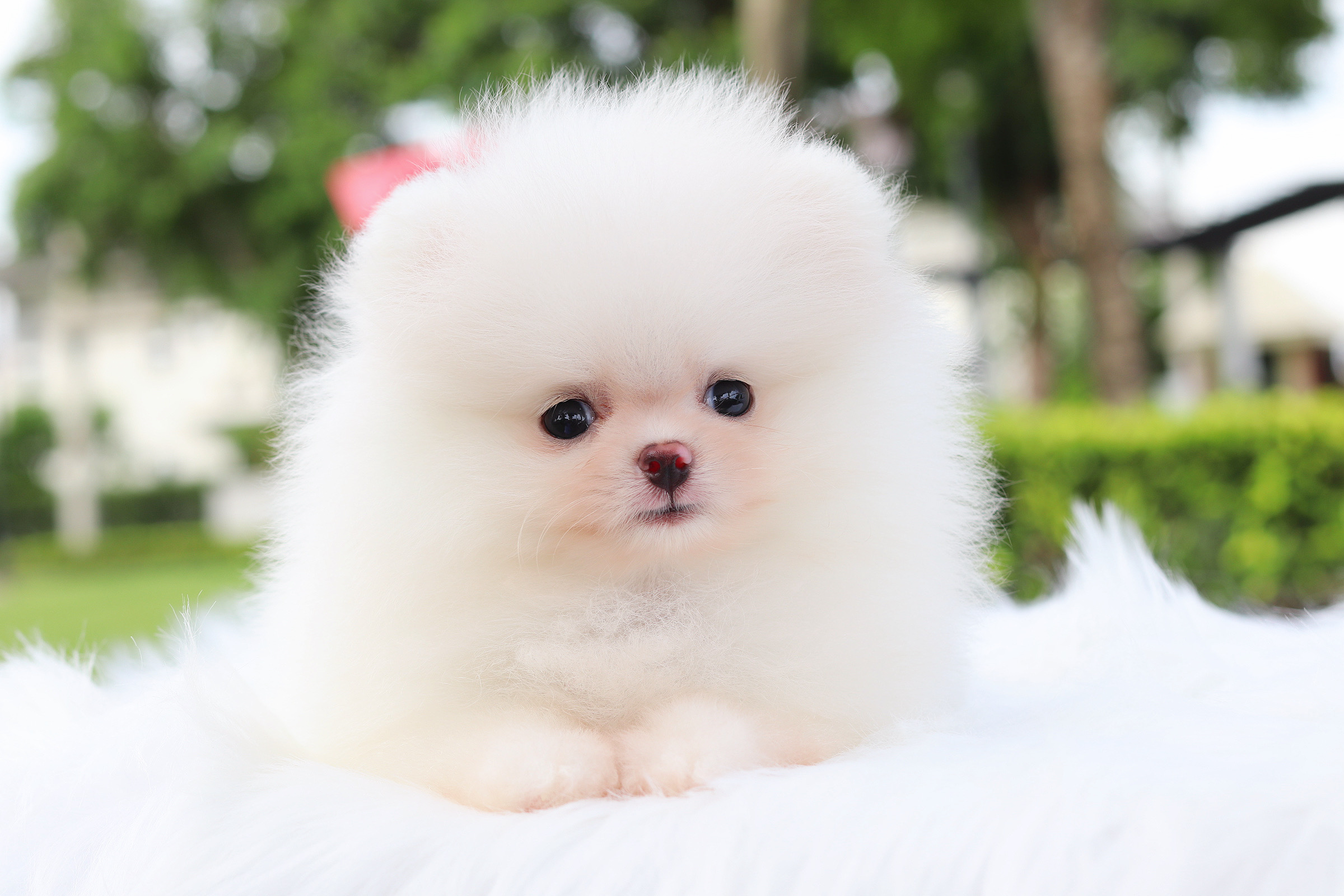 ปอมเมอเรเนียน เพศเมียสีขาวครีม เกรดโขว์